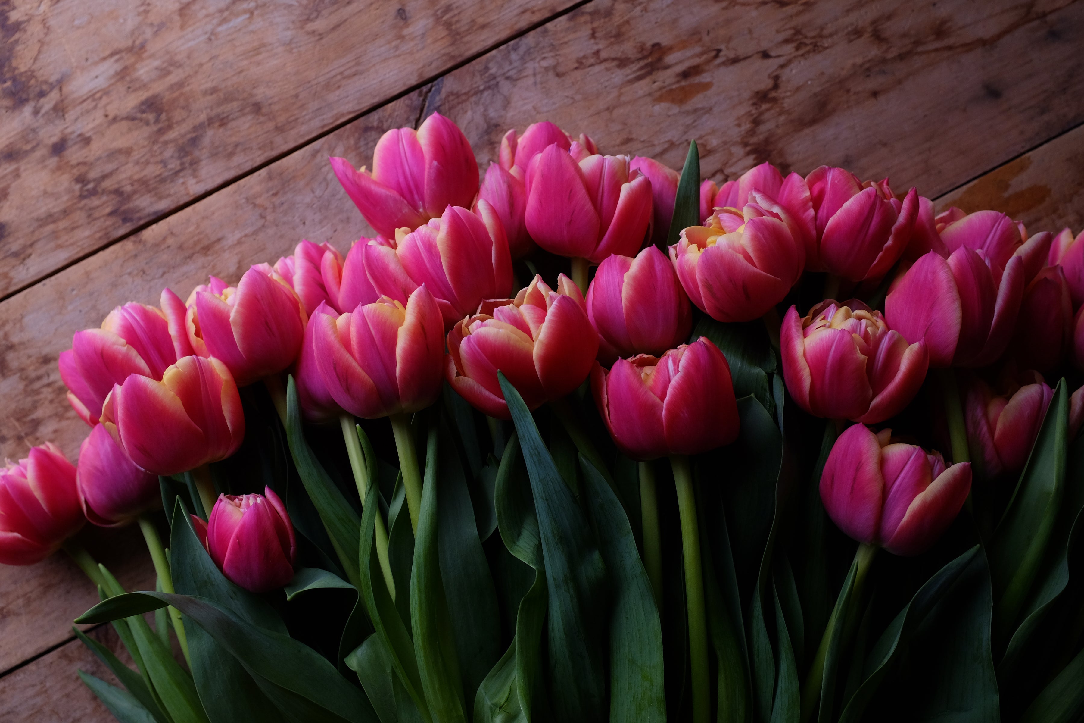 Columbus Tulip Bulbs - COMING SEPTEMBER 7TH AT 5PM