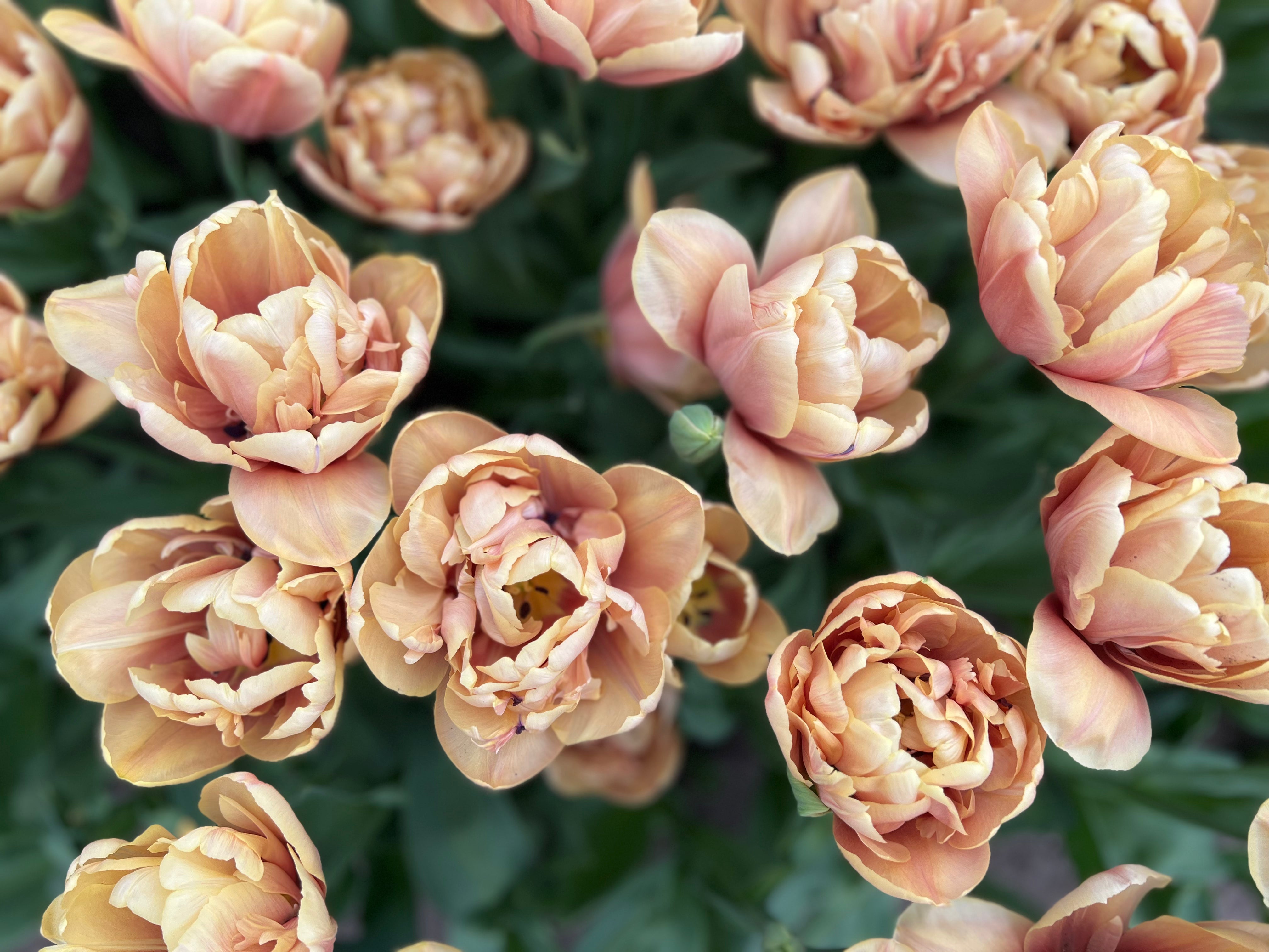 La Belle Epoque Tulip Bulbs