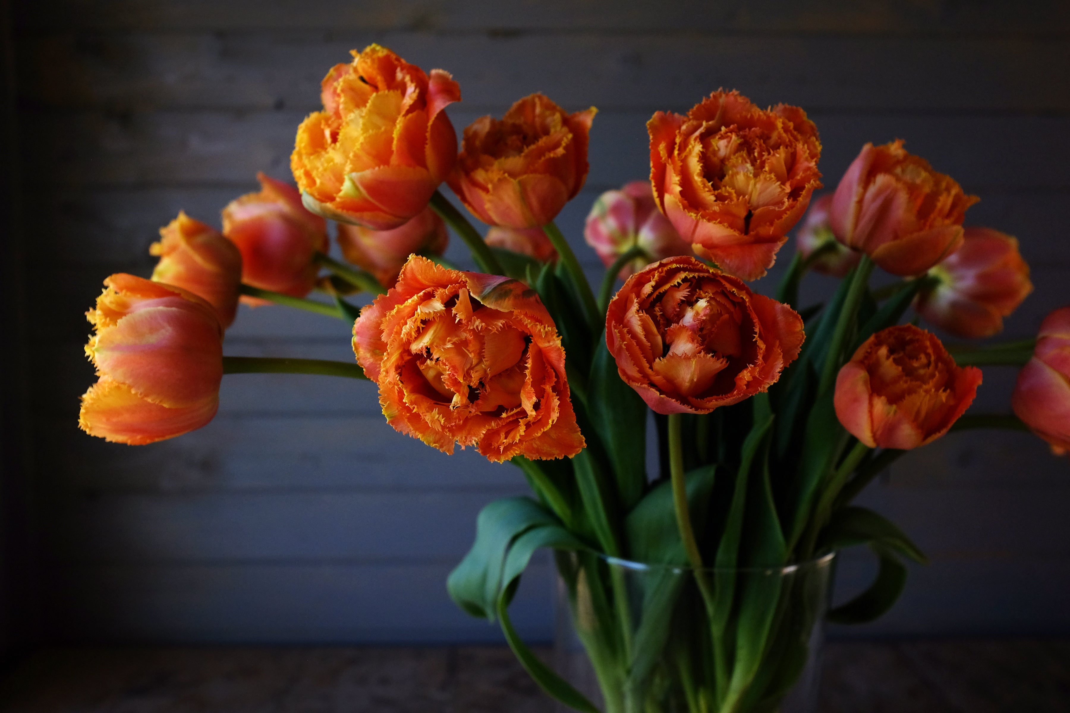 Sensual Touch Tulip Bulbs