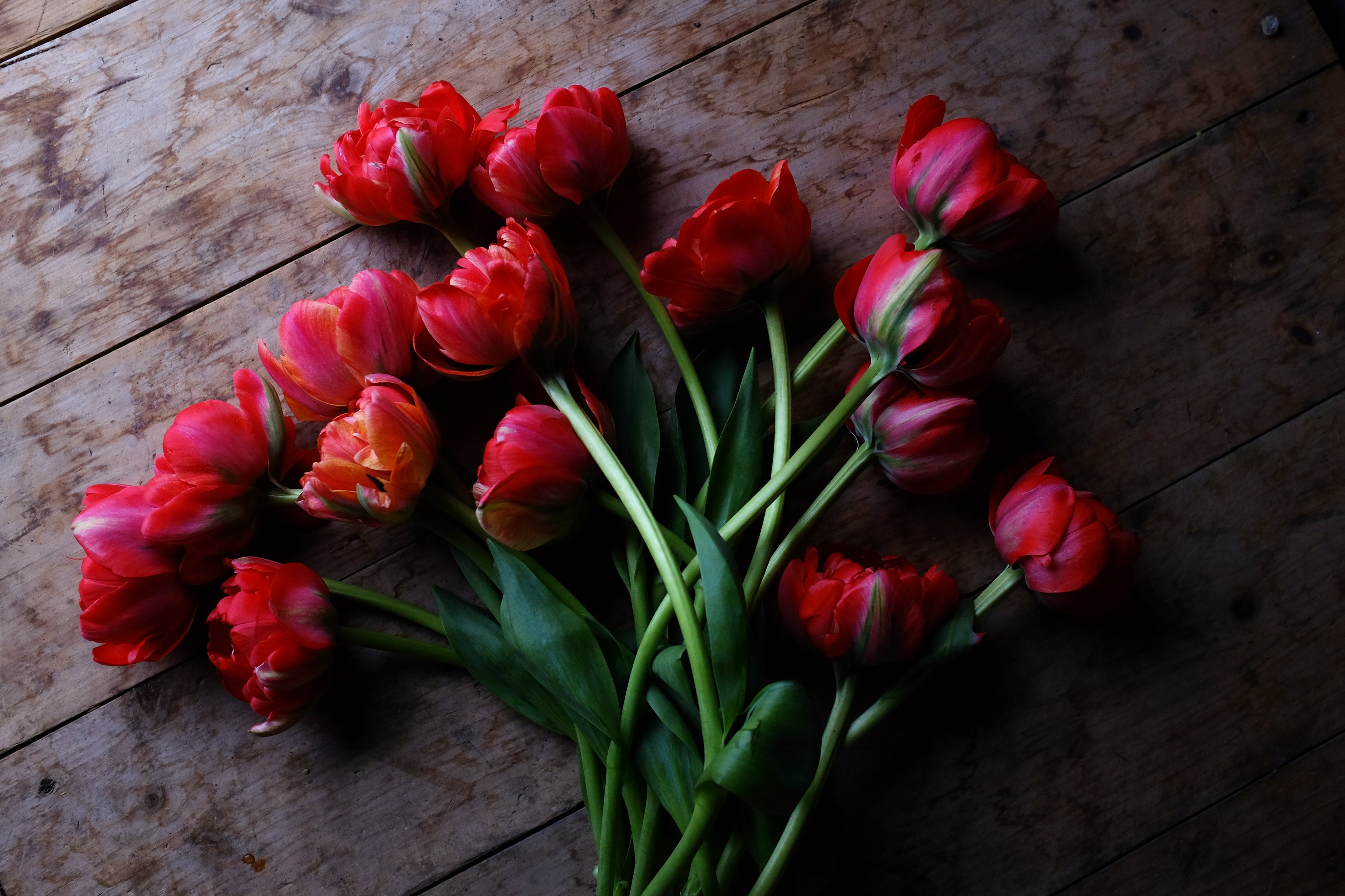 Double Gudoshnik Tulip Bulbs - COMING SEPTEMBER 7TH AT 5PM