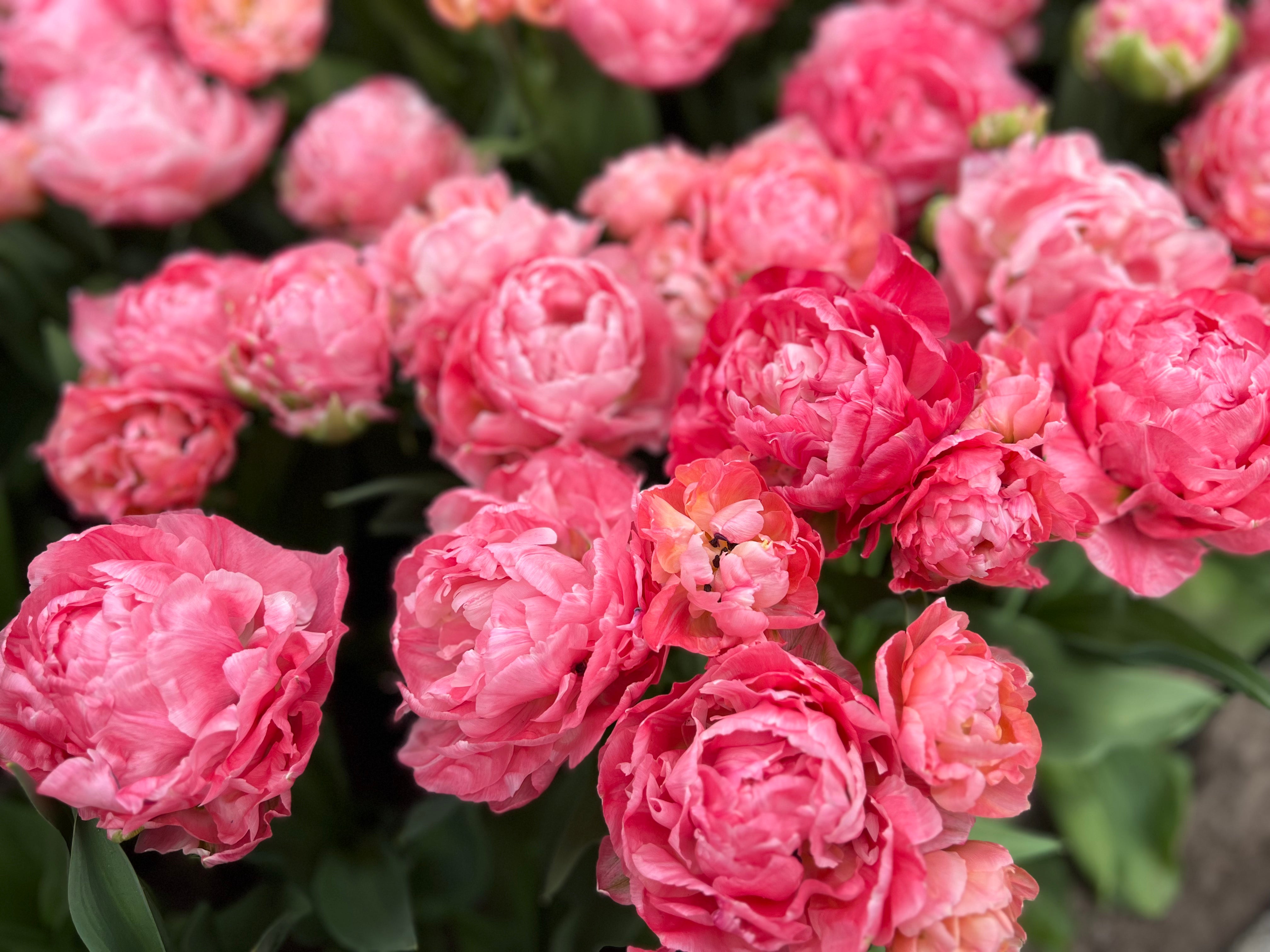Taiwan Tulip Bulbs