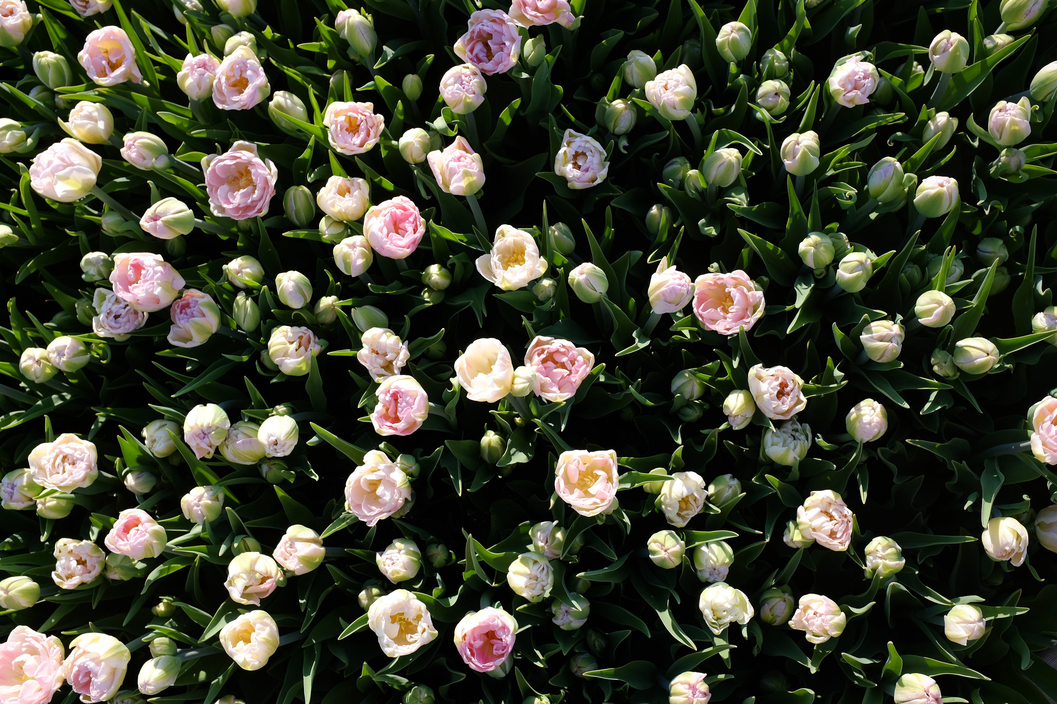 Finola Tulip Bulbs