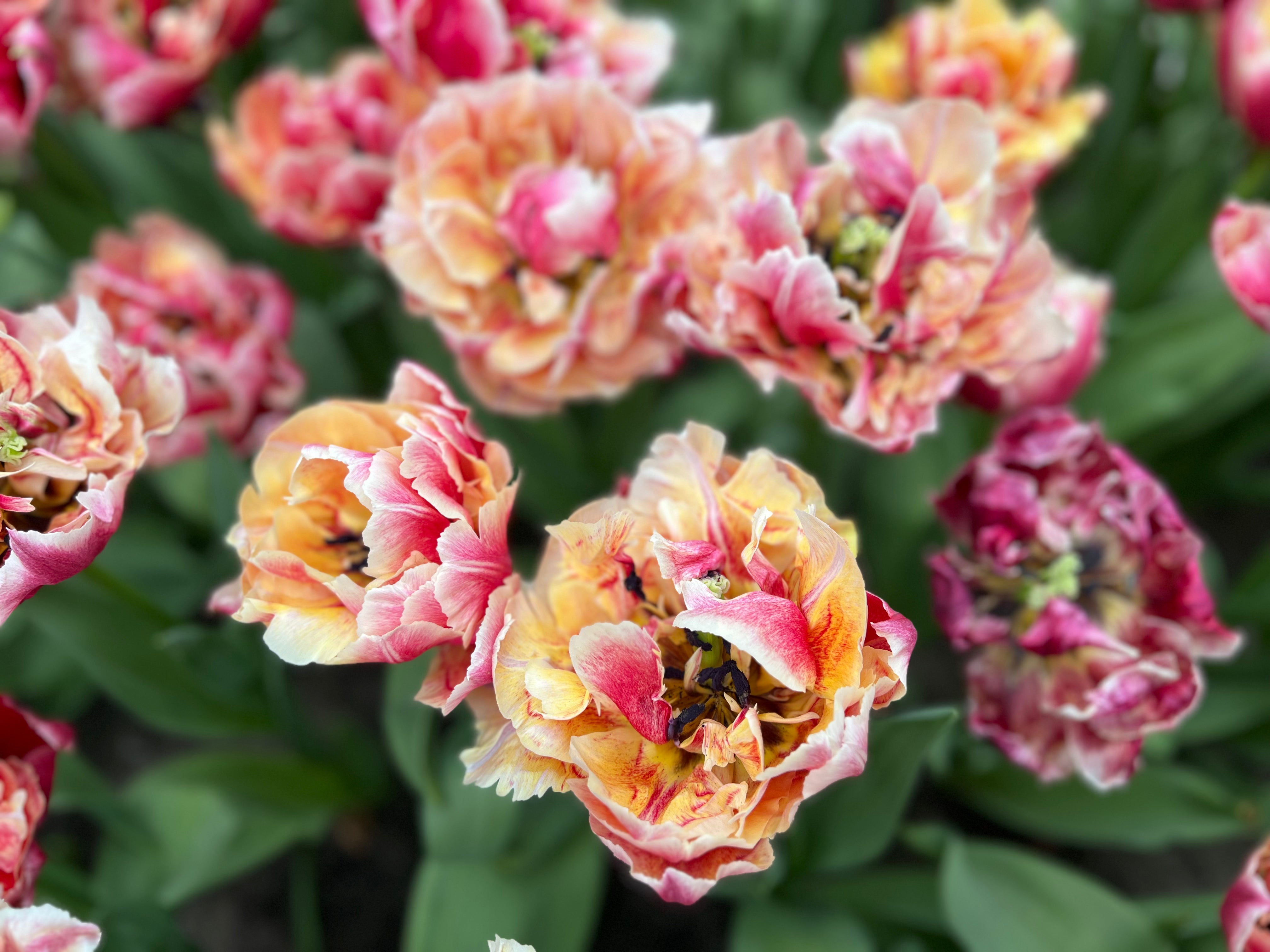 Verona Sunrise Tulip Bulbs
