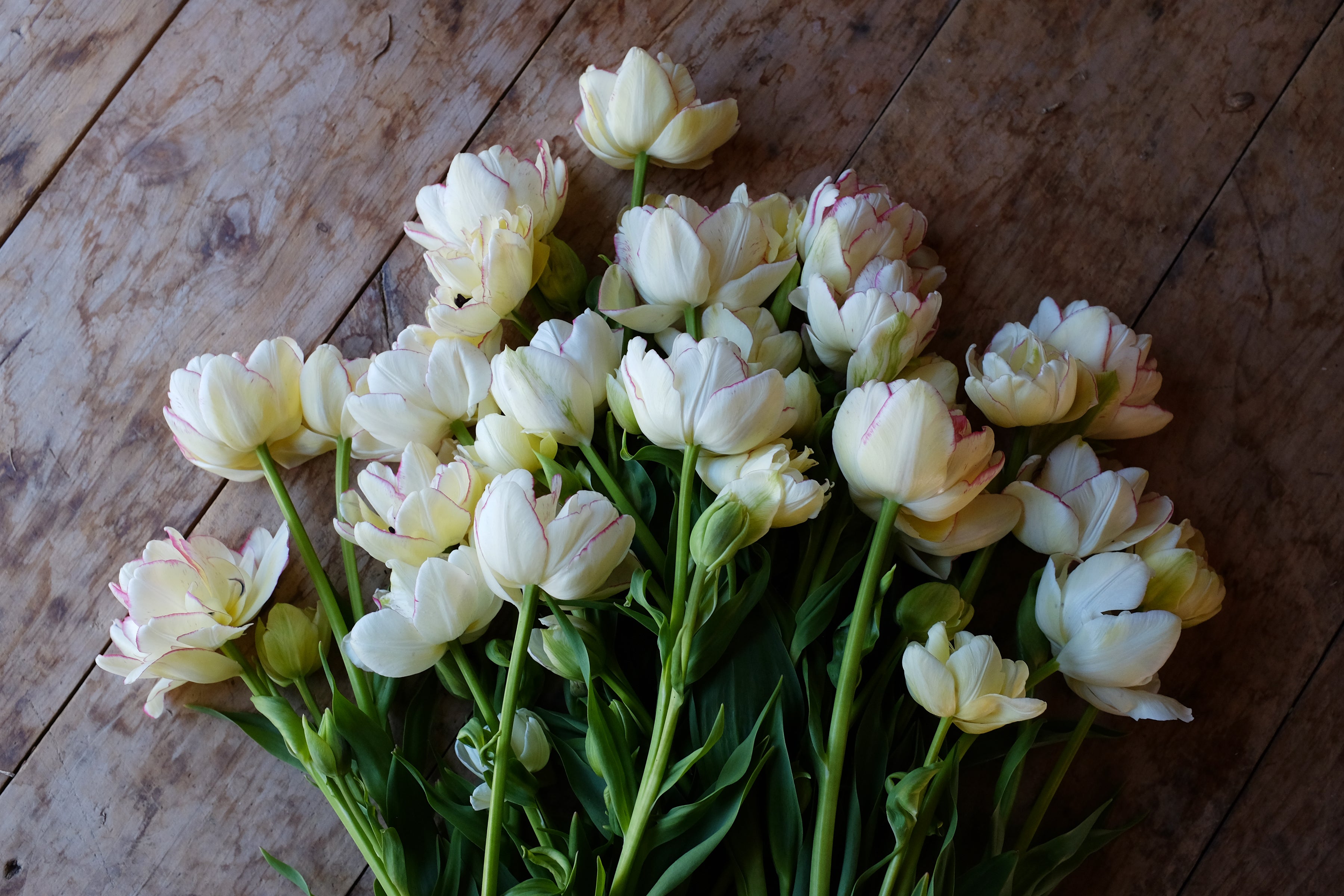 Belicia Tulip Bulbs