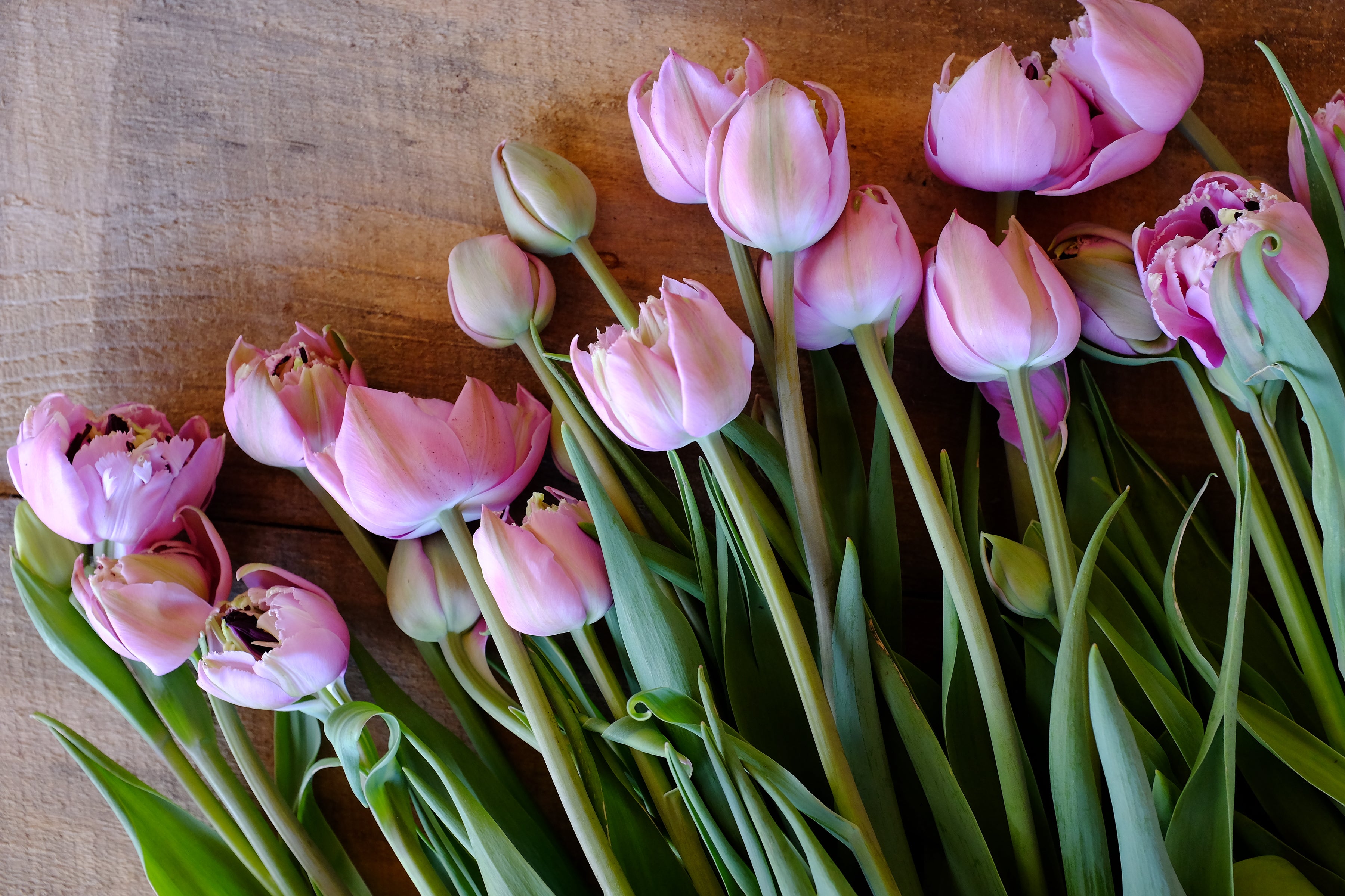 Great Barrier Reef Tulip Bulbs