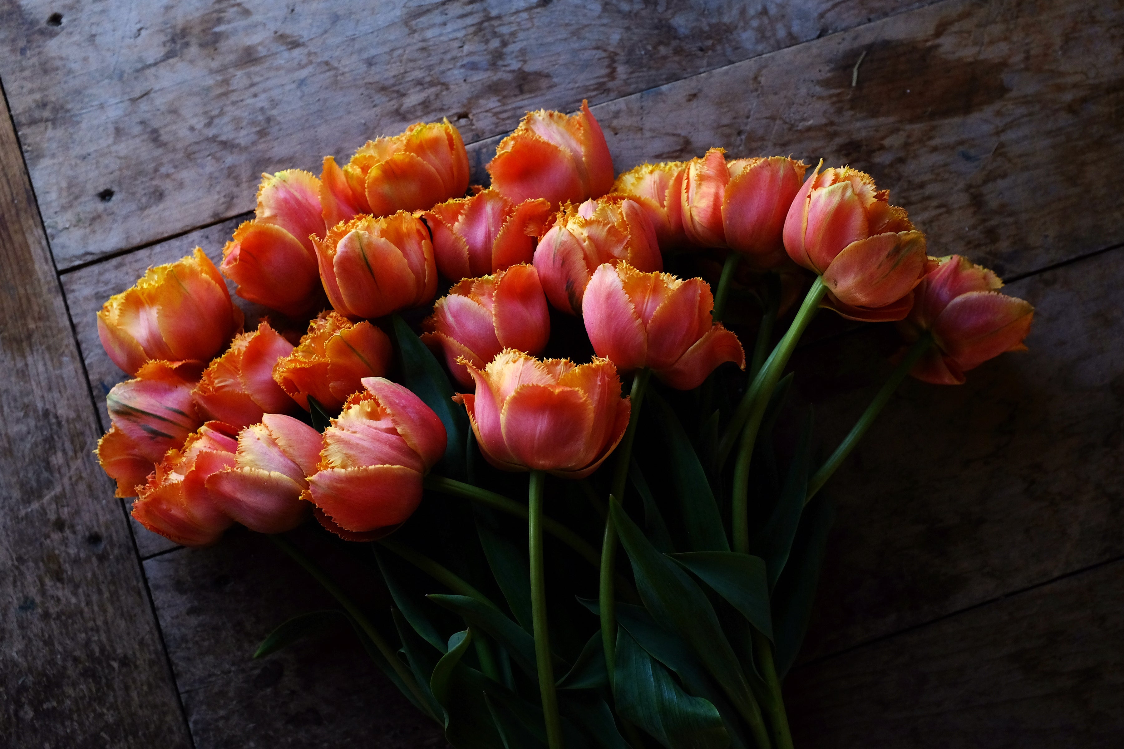 Sensual Touch Tulip Bulbs