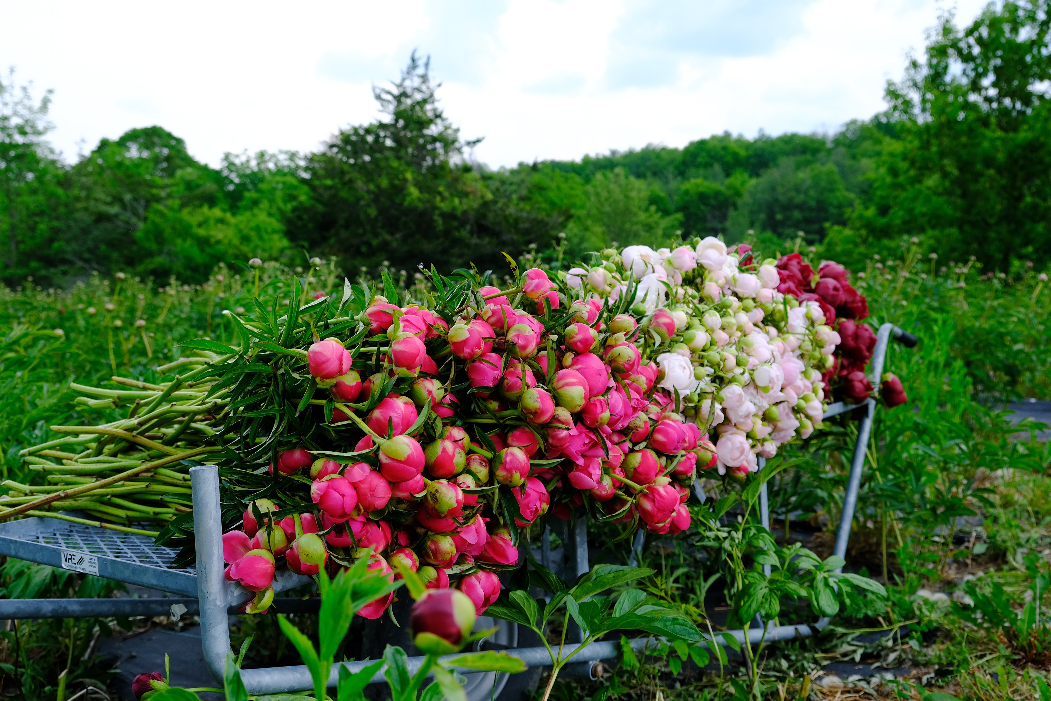 A bundle of peonies in shades of pink, white and burgundy on a metal cart.