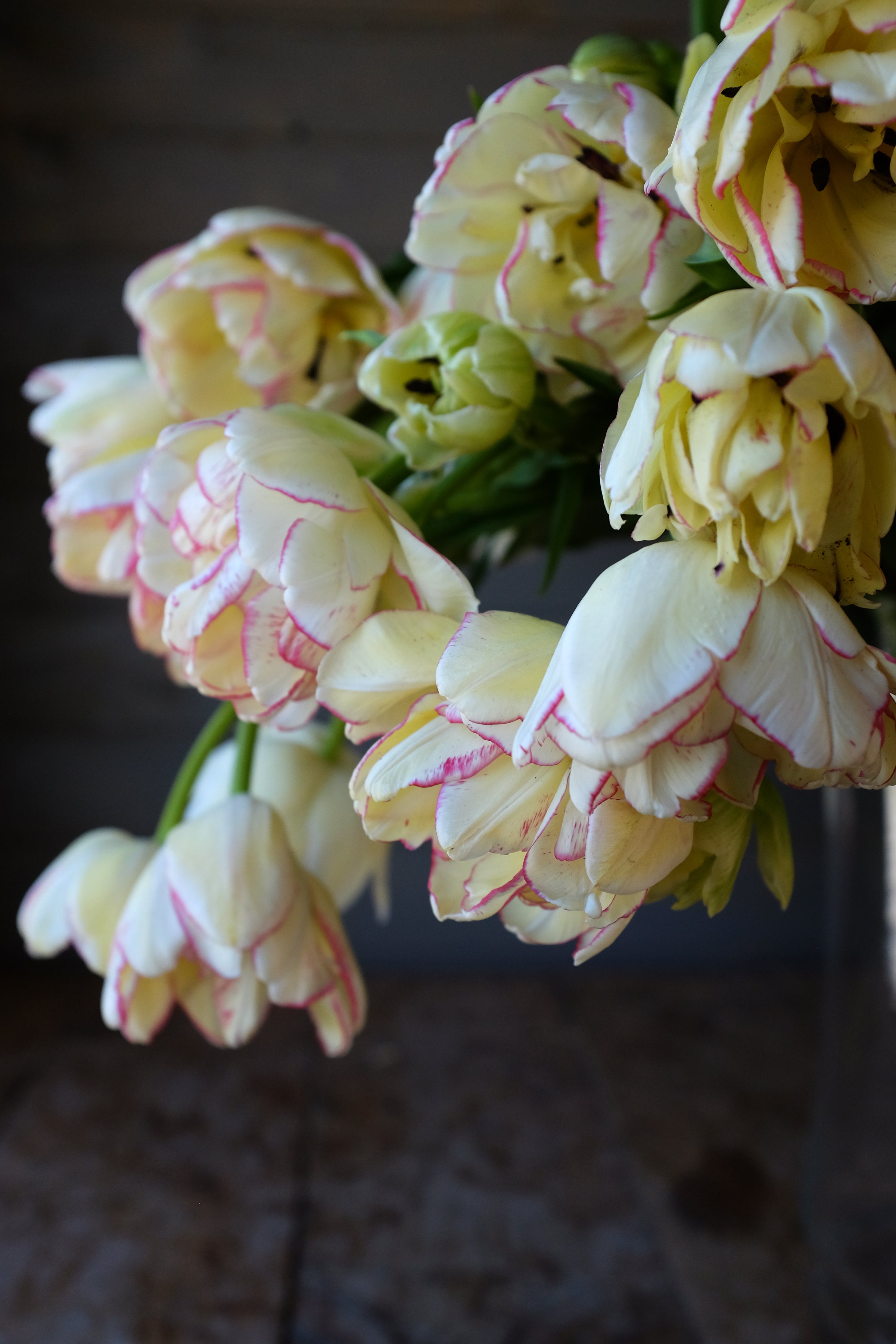 Belicia Tulip Bulbs
