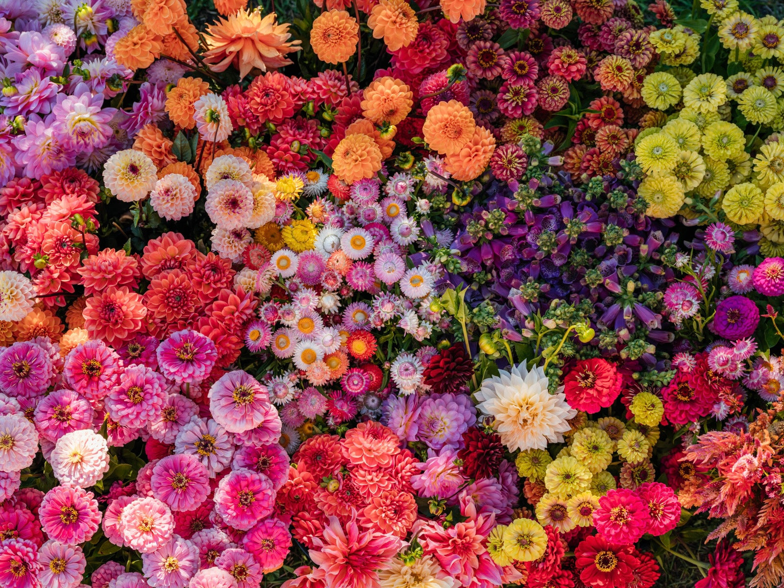 A colorful assortment of fresh cut flowers arranged together, including shades of pink, red, yellow, and purple.