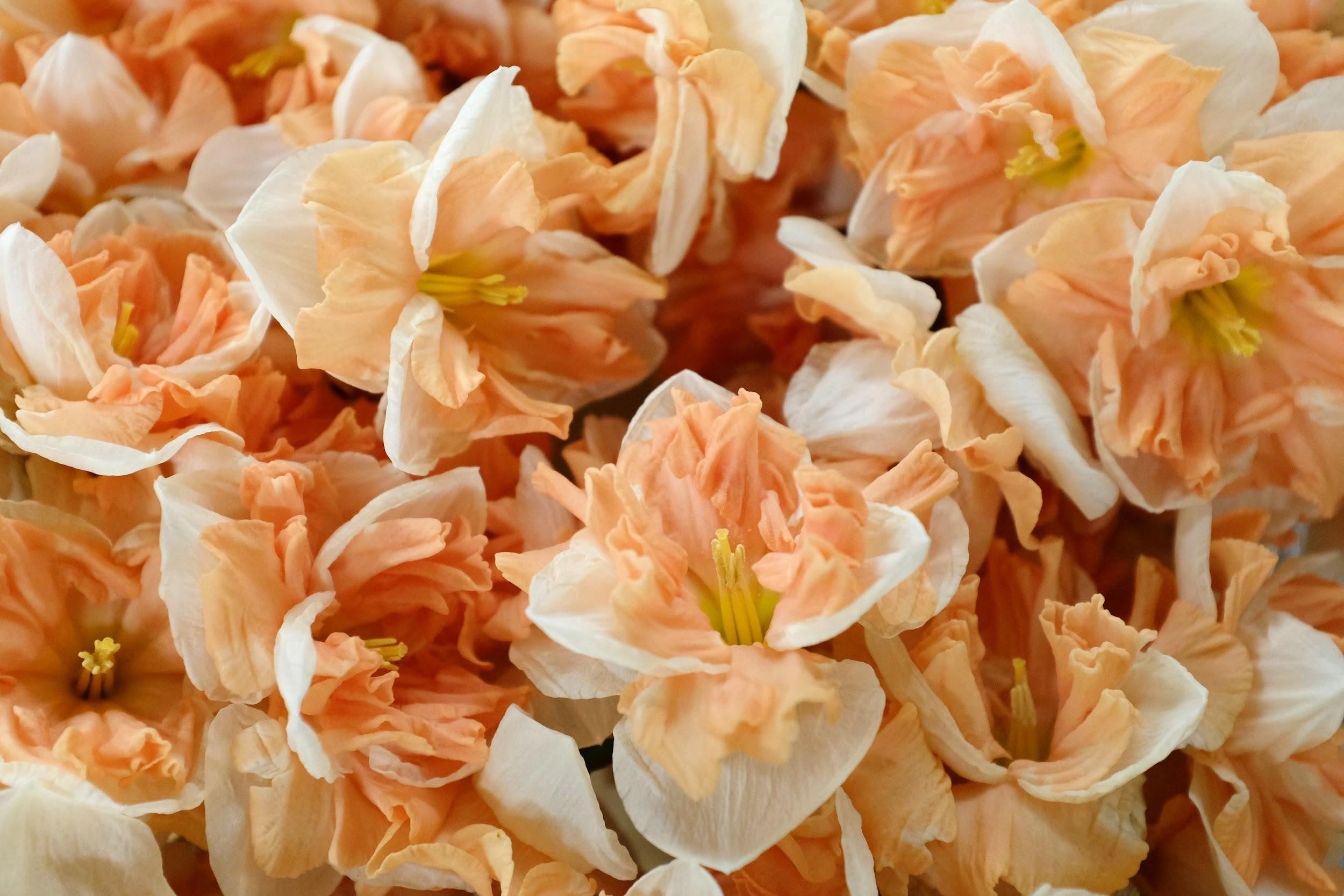 White and salmon daffodil
