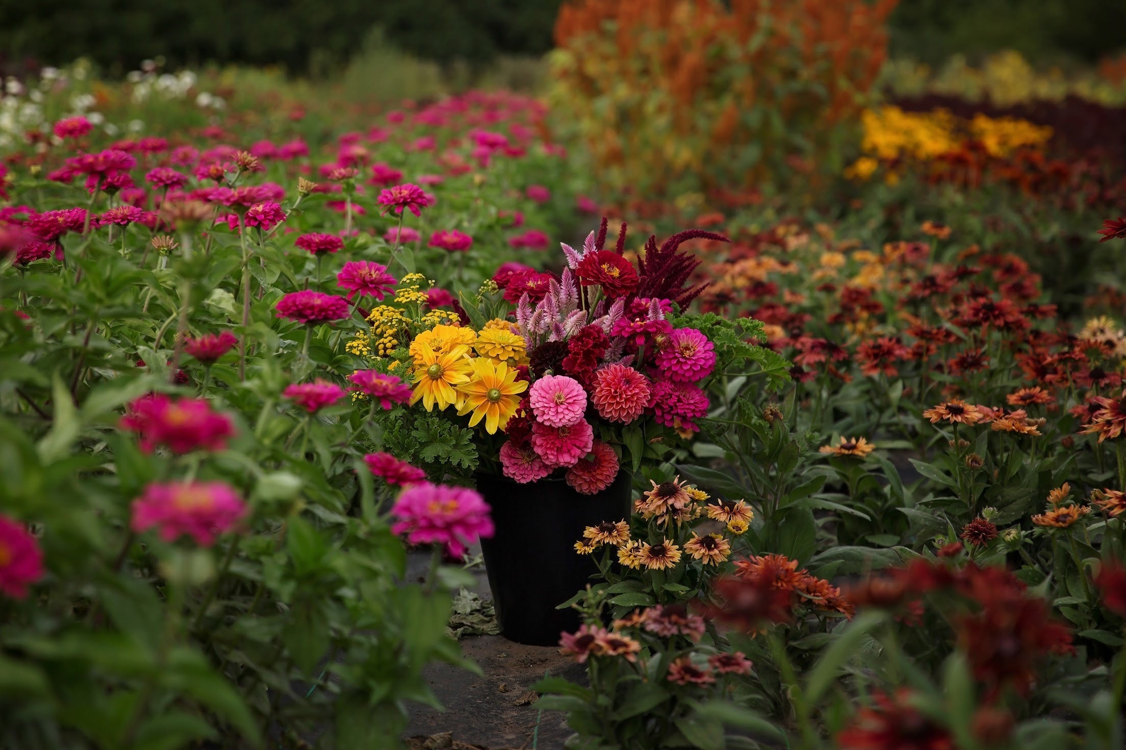 A vibrant hand-tied bouquet of assorted fresh flowers including sunflowers, zinnias, and lisianthus, arranged in a container, with more flowers in the background.