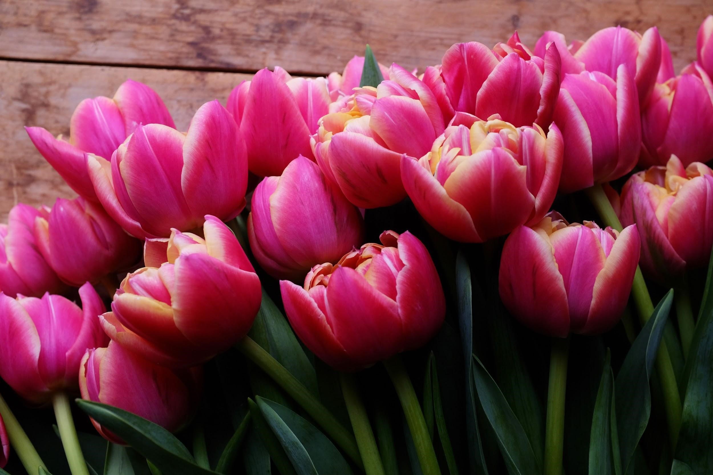 Sunset, pink and coral Tulips
