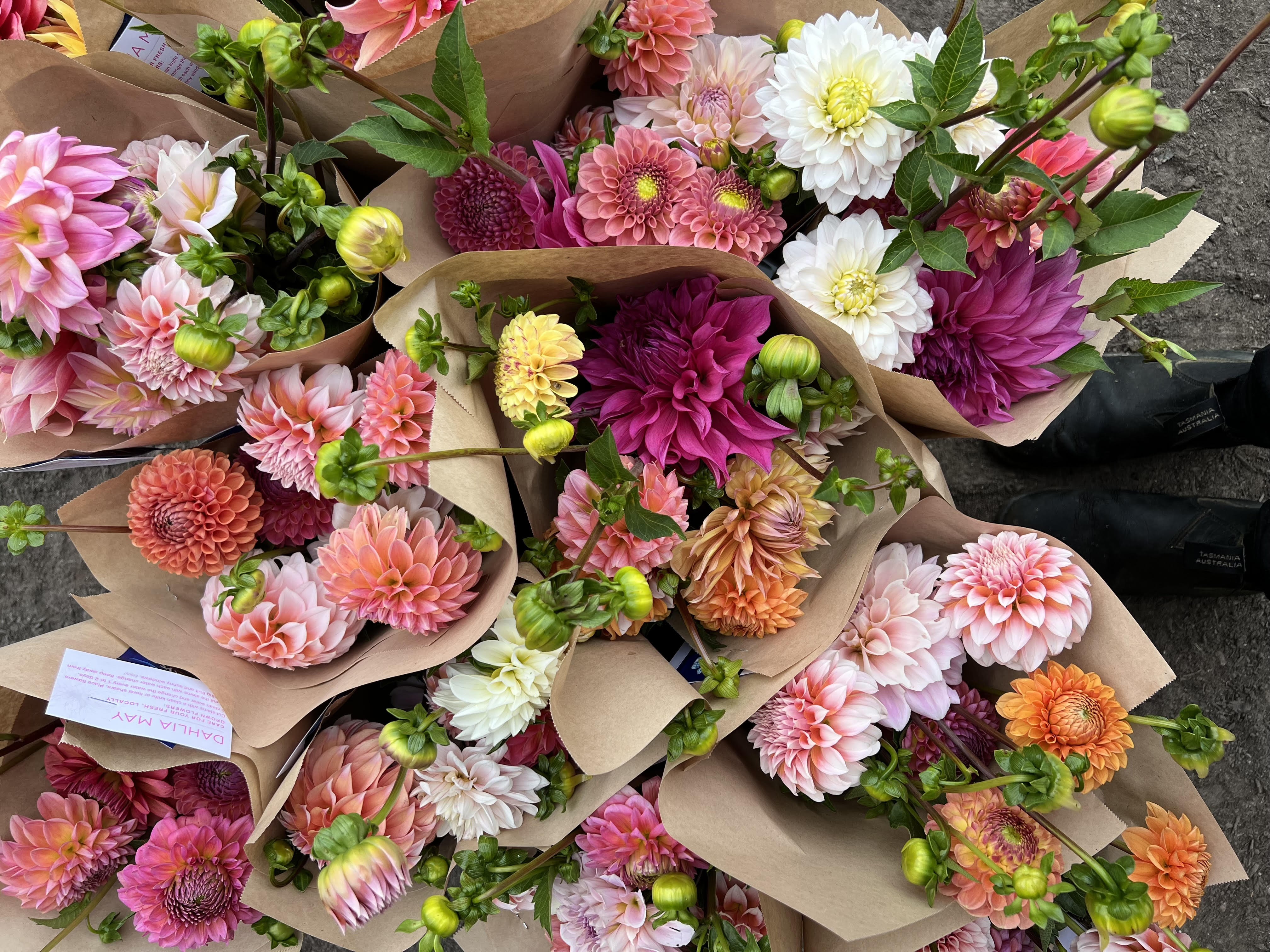Dahlia Bunches
