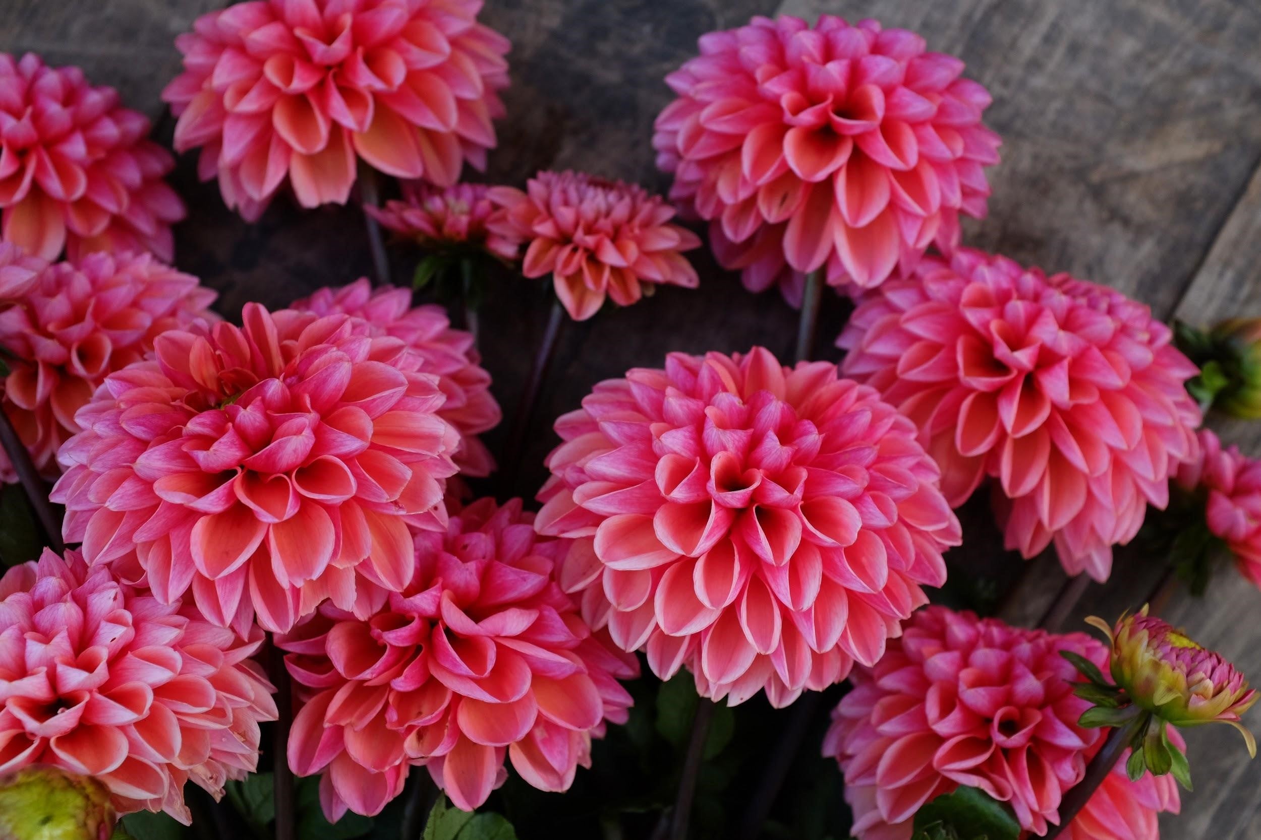 Daisy Duke Dahlia Tuber