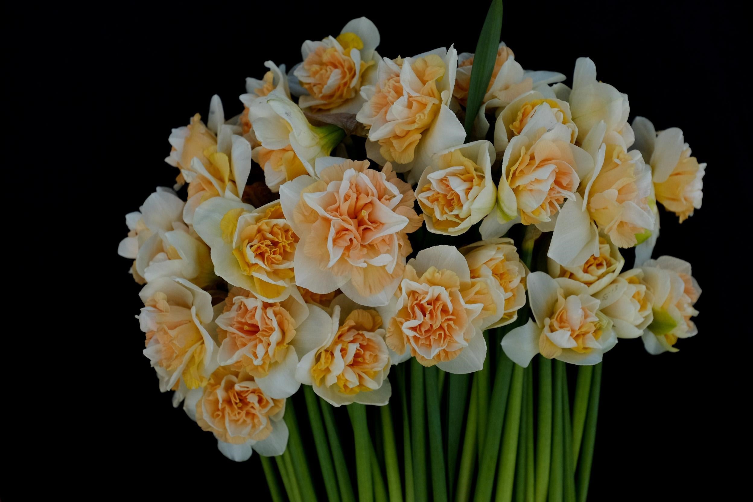 Delnashaugh Daffodil Bulbs