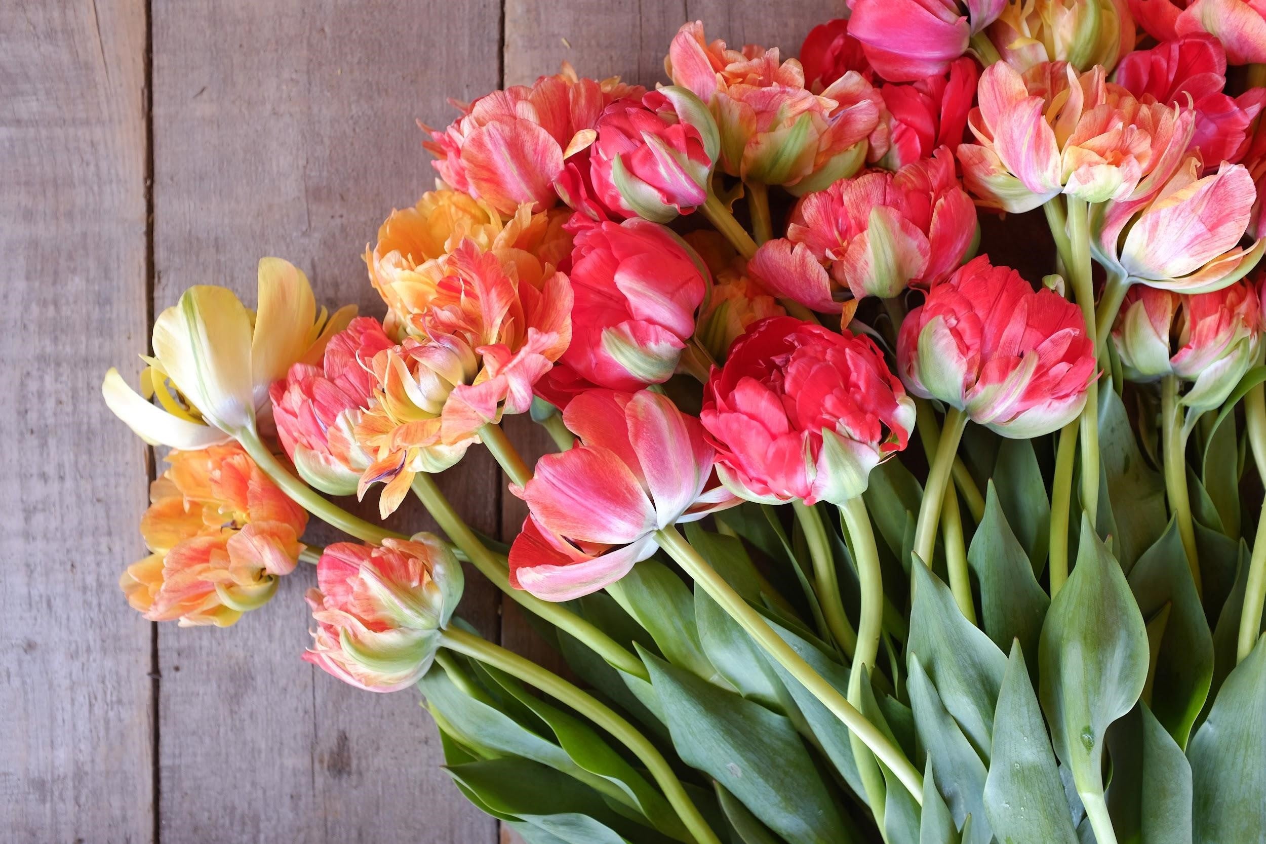 Double Gudoshnik Tulip Bulbs - COMING SEPTEMBER 7TH AT 5PM