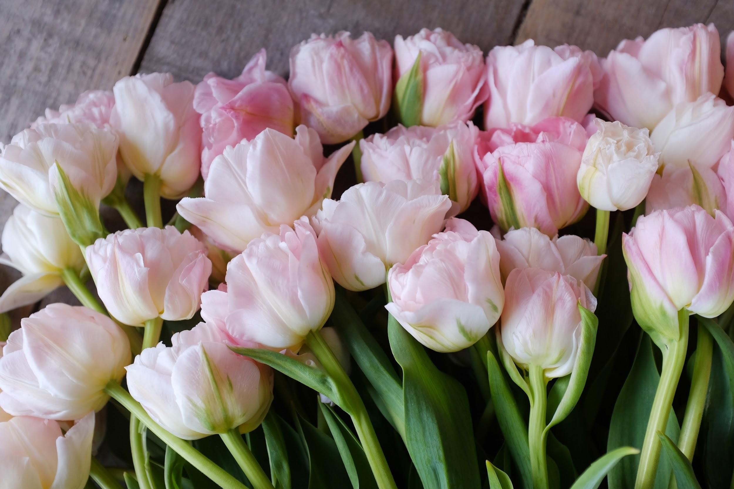 Dreamer Tulip Bulb