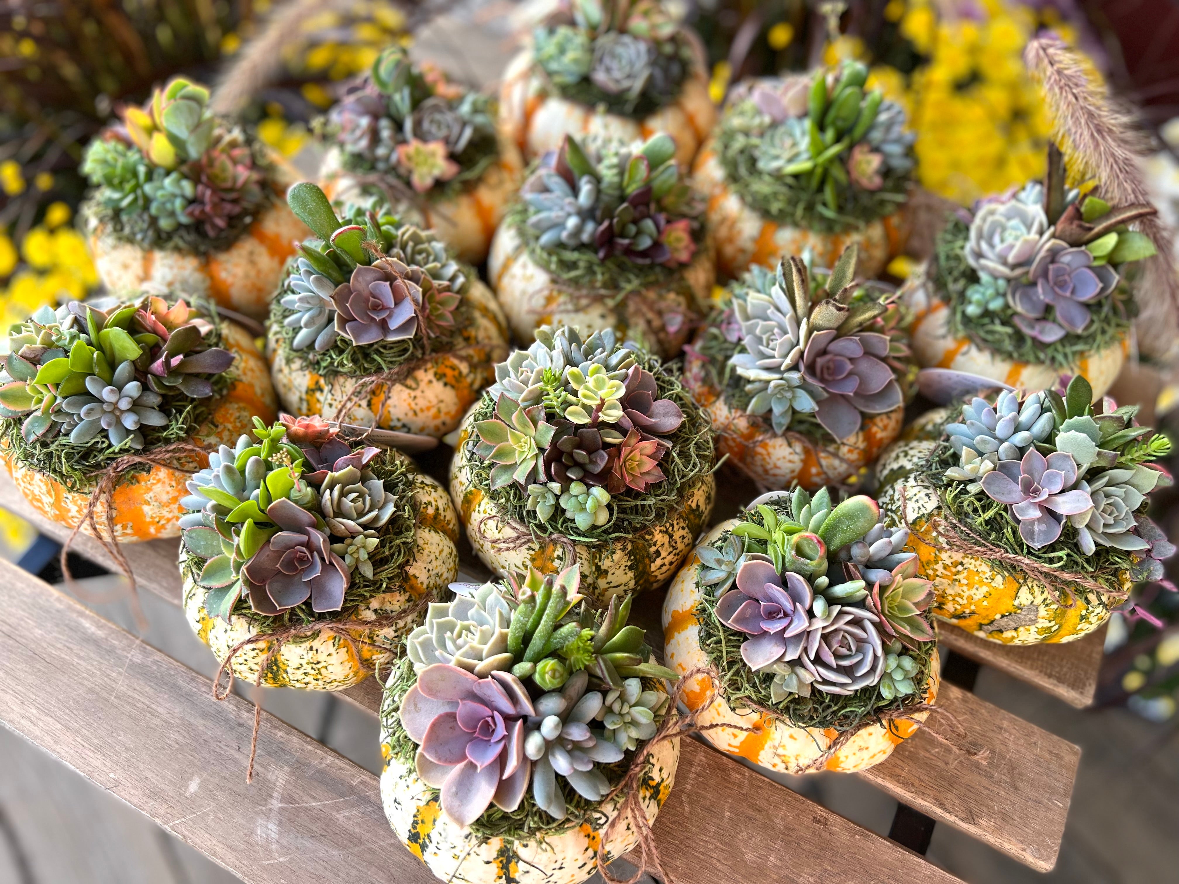 Mini Striped Succulent Pumpkin