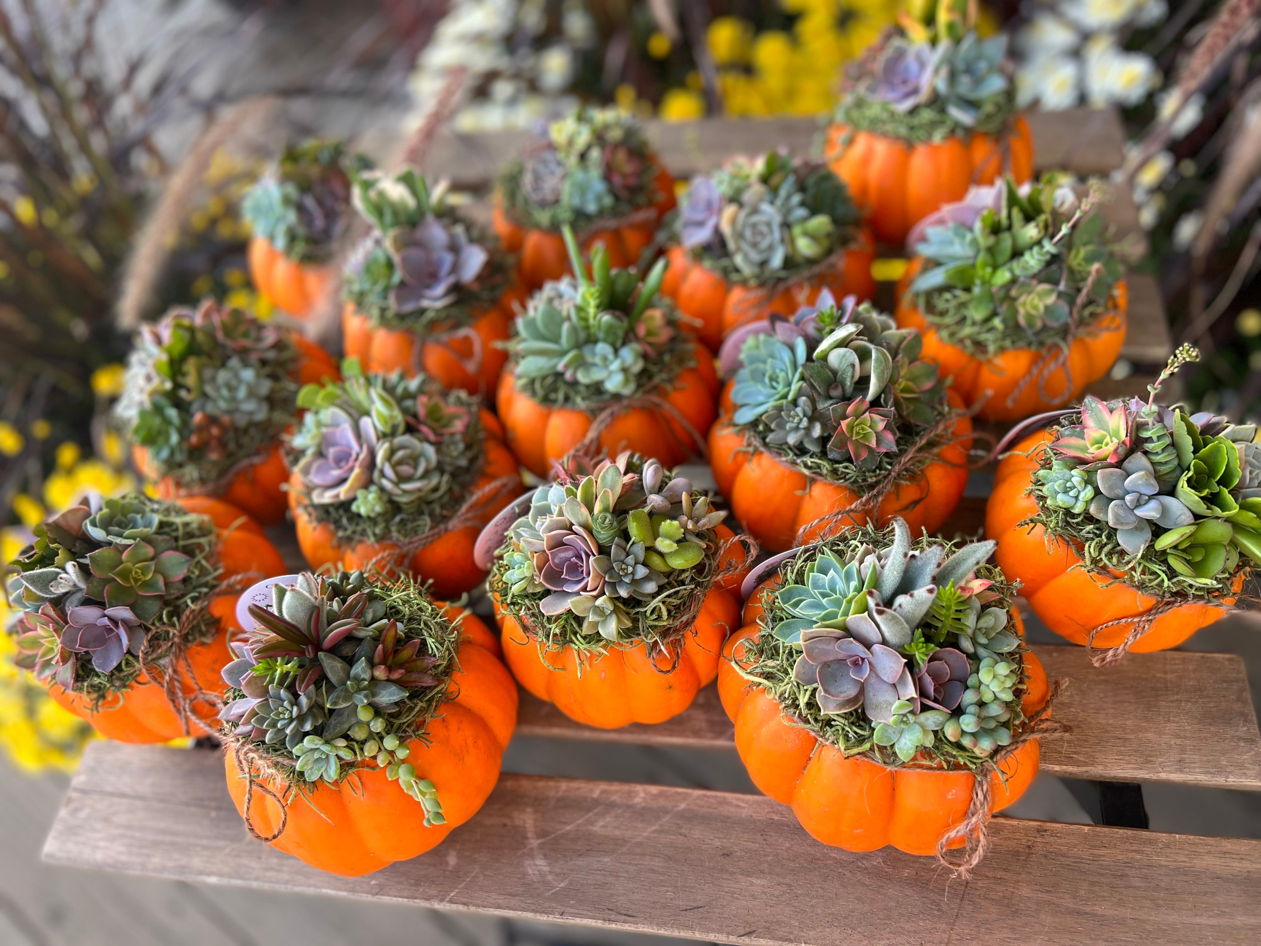 Mini Orange Succulent Pumpkin