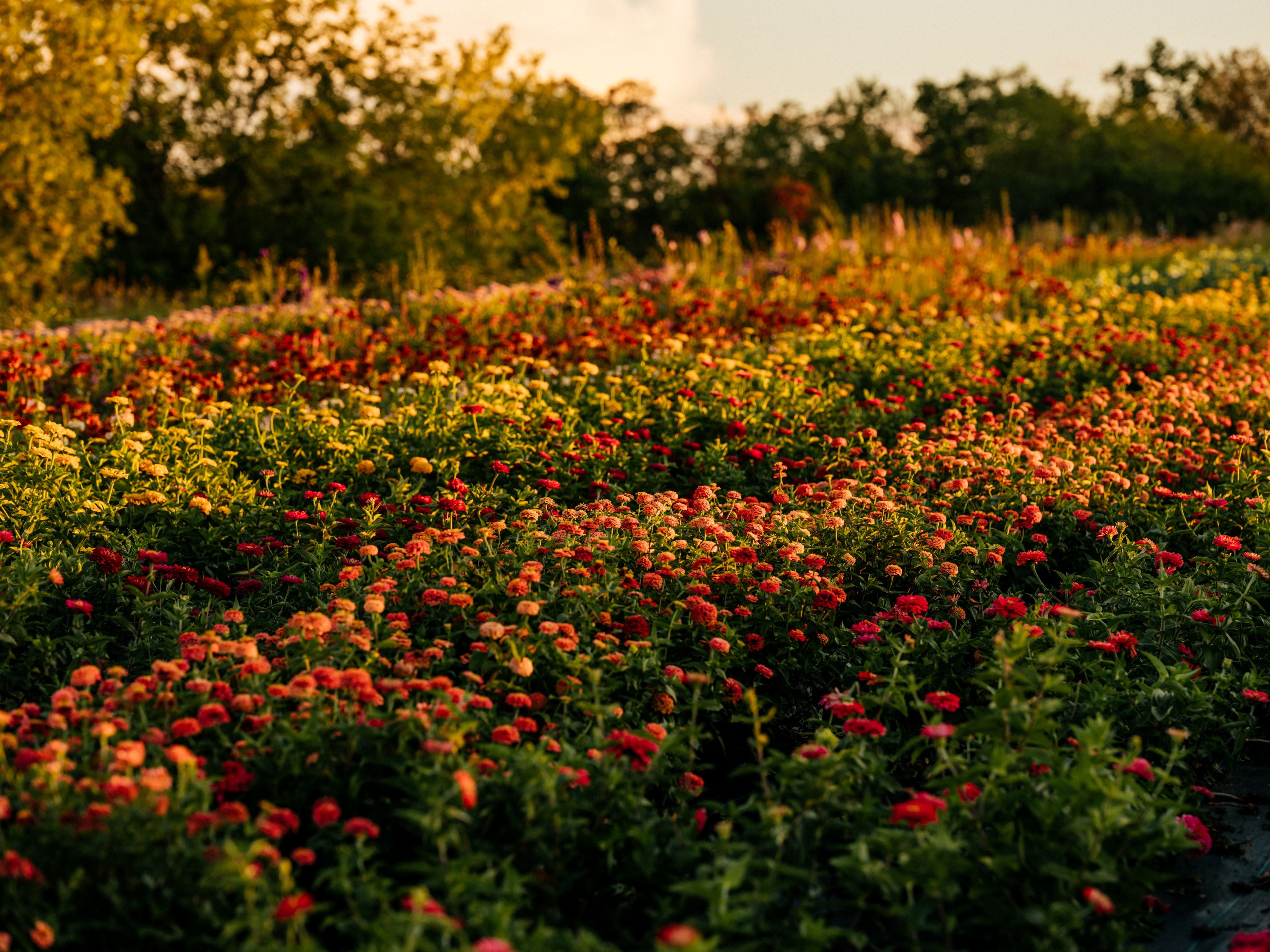 Close up of farm