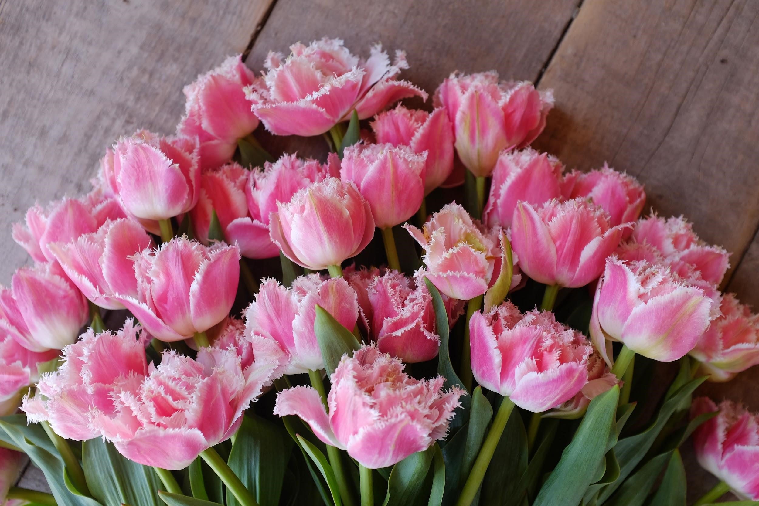 Queensland Tulip Bulbs
