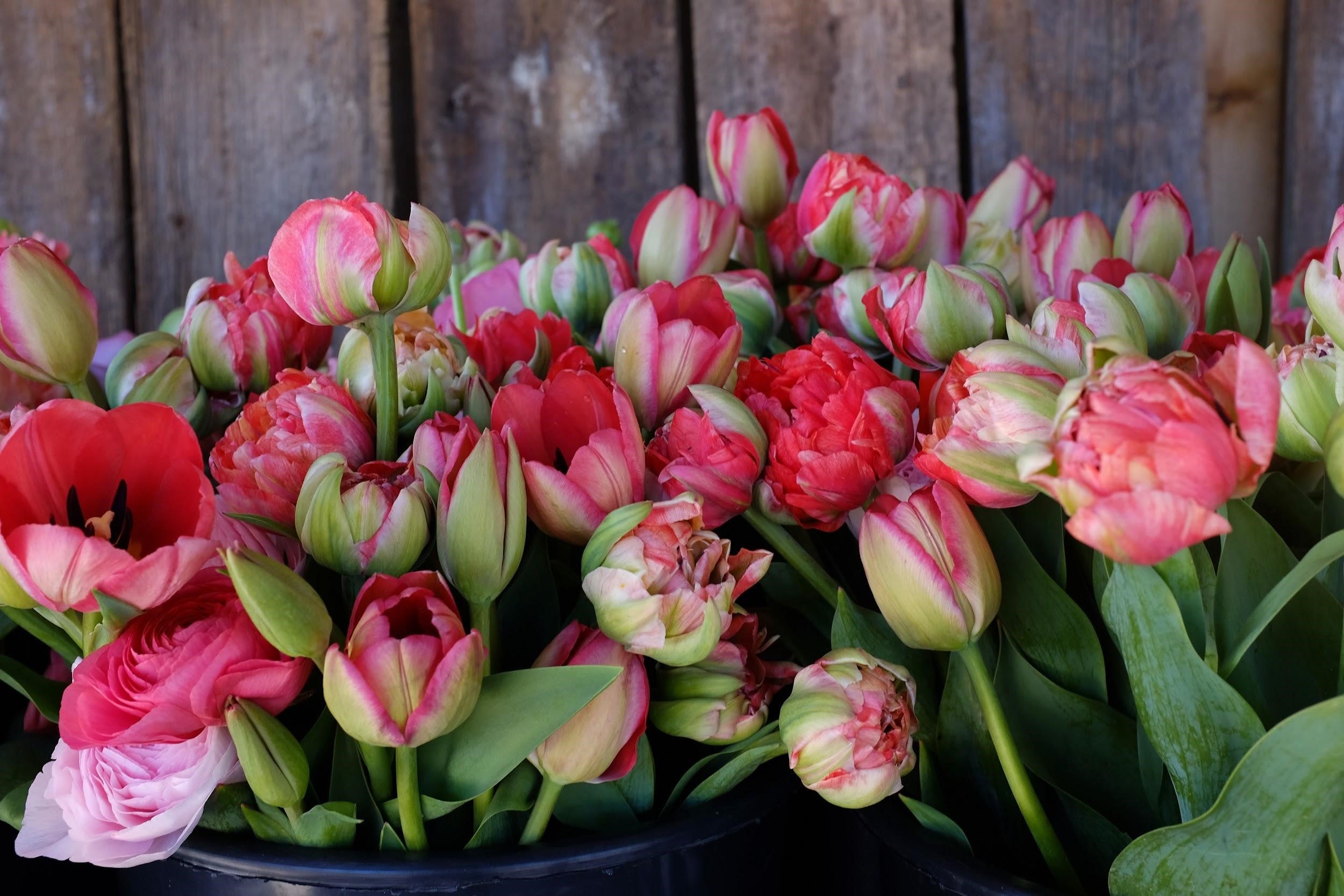 Renown Unique Tulip Bulbs