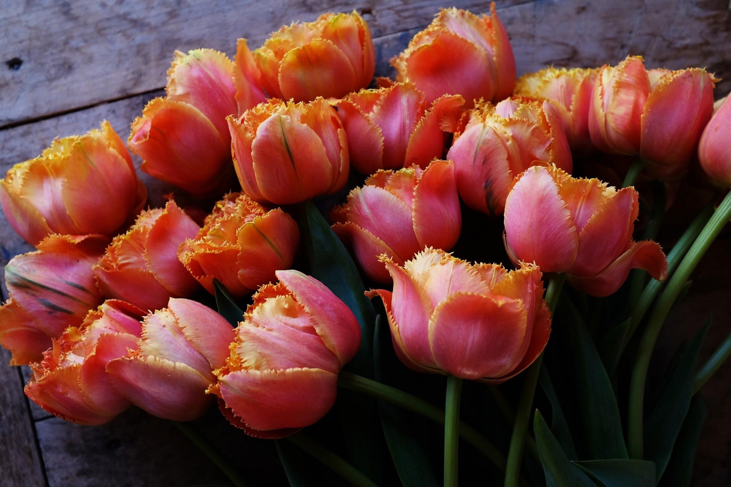 Sensual Touch Tulip Bulbs