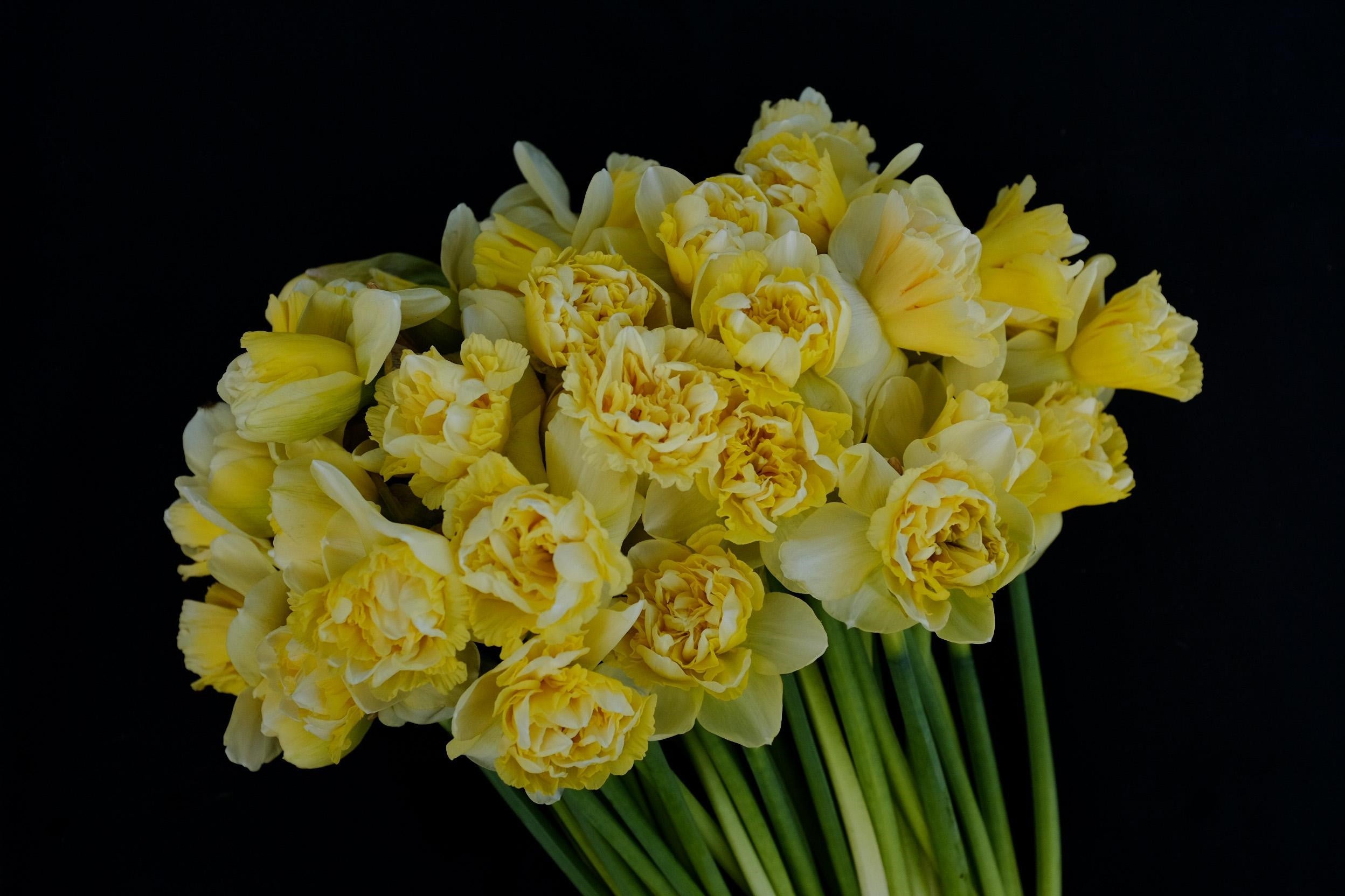 Cream and yellow daffodils