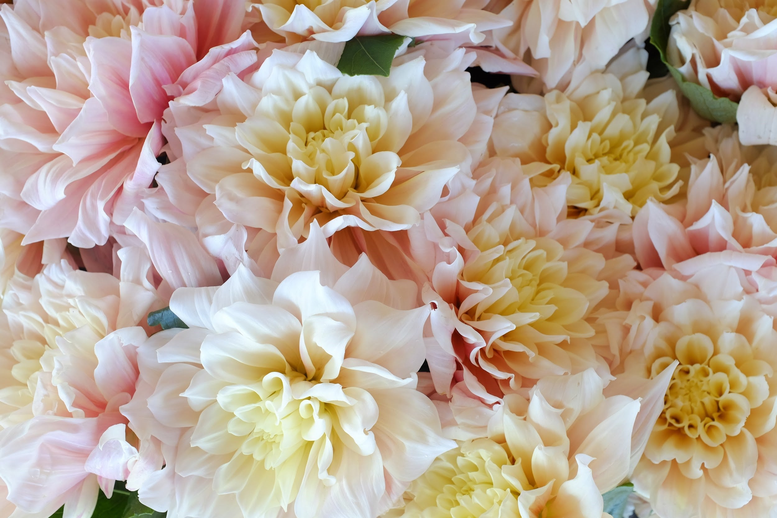 Cream, pink and yellow Dahlia Tubers