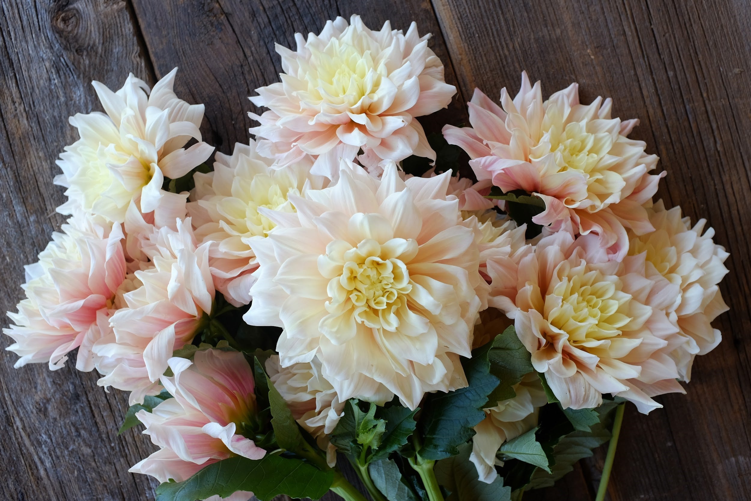 Cream, pink and yellow Dahlia Tubers