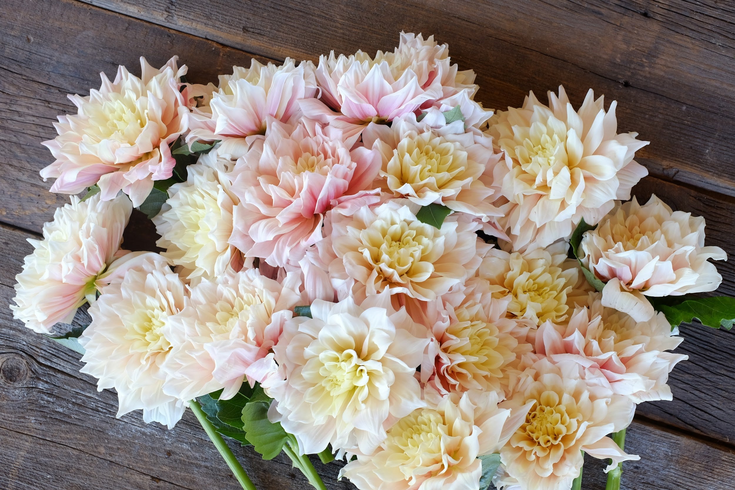 Cream, pink and yellow Dahlia Tubers