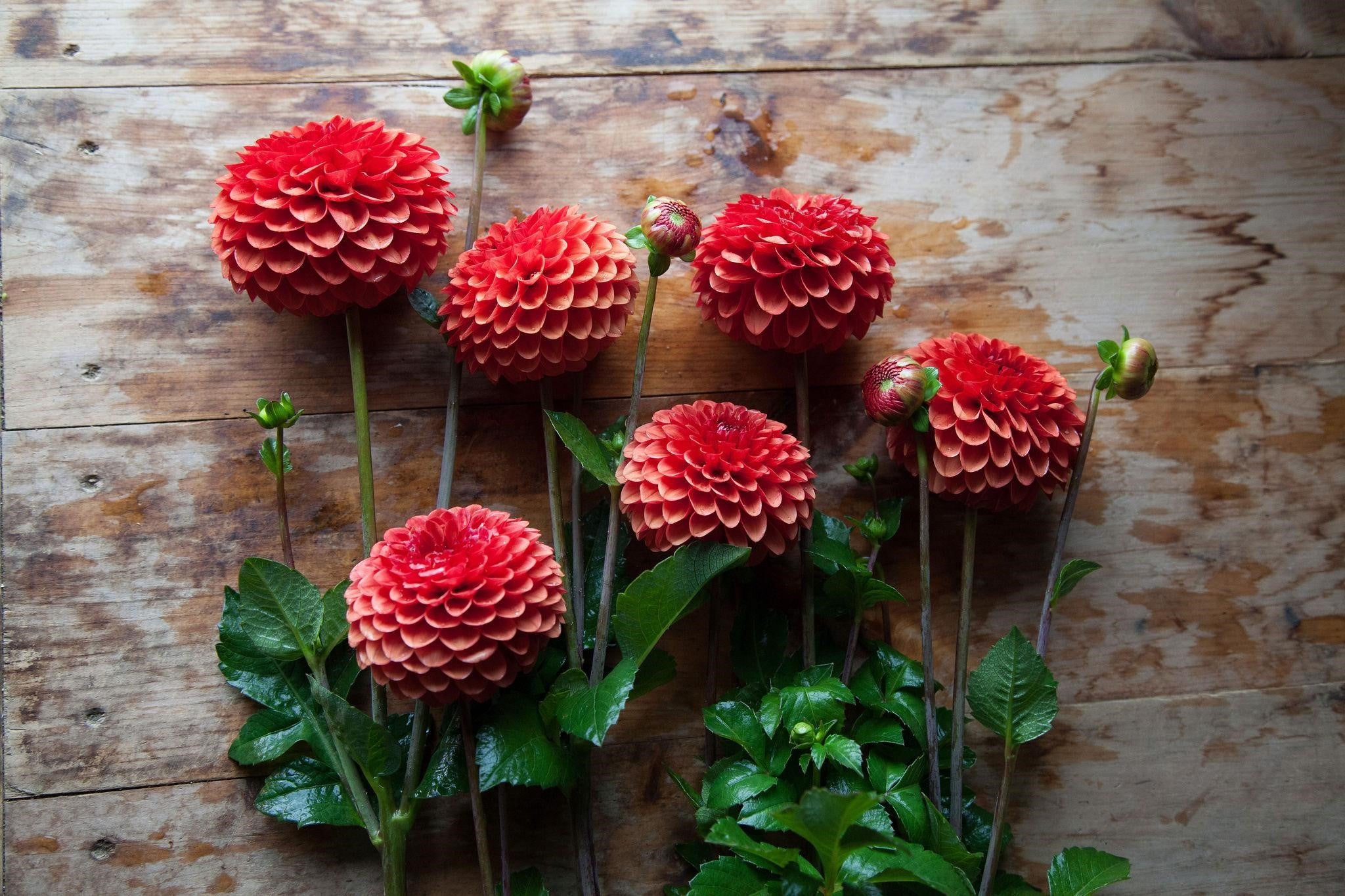 Red Dahlia tubers