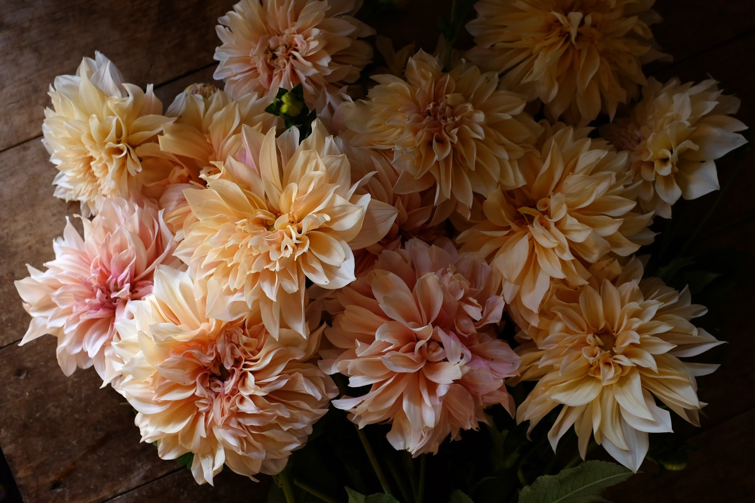 Mocha, pink and lavender Dahlia tuber