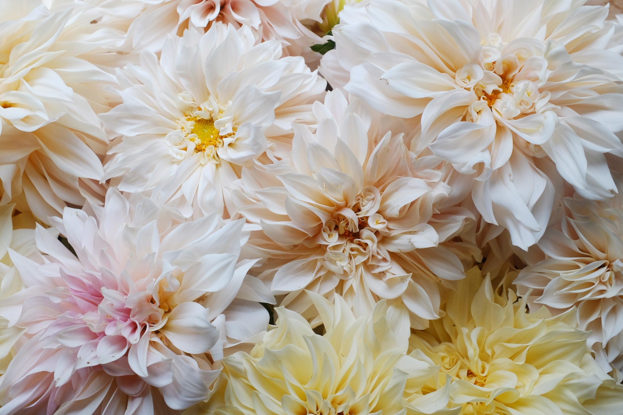 Mocha, pink and lavender Dahlia tuber