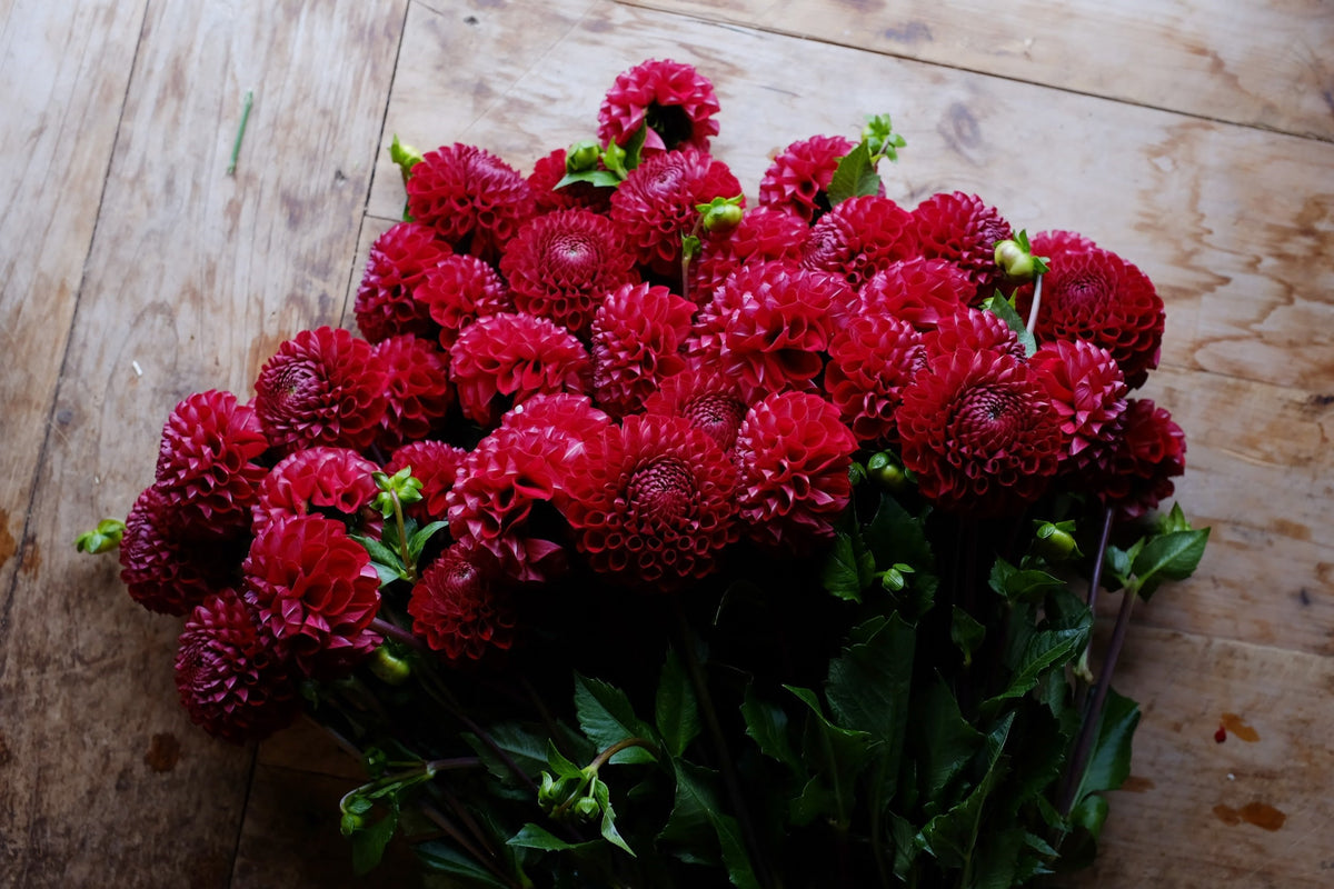 Deep red Dahlia Tubers