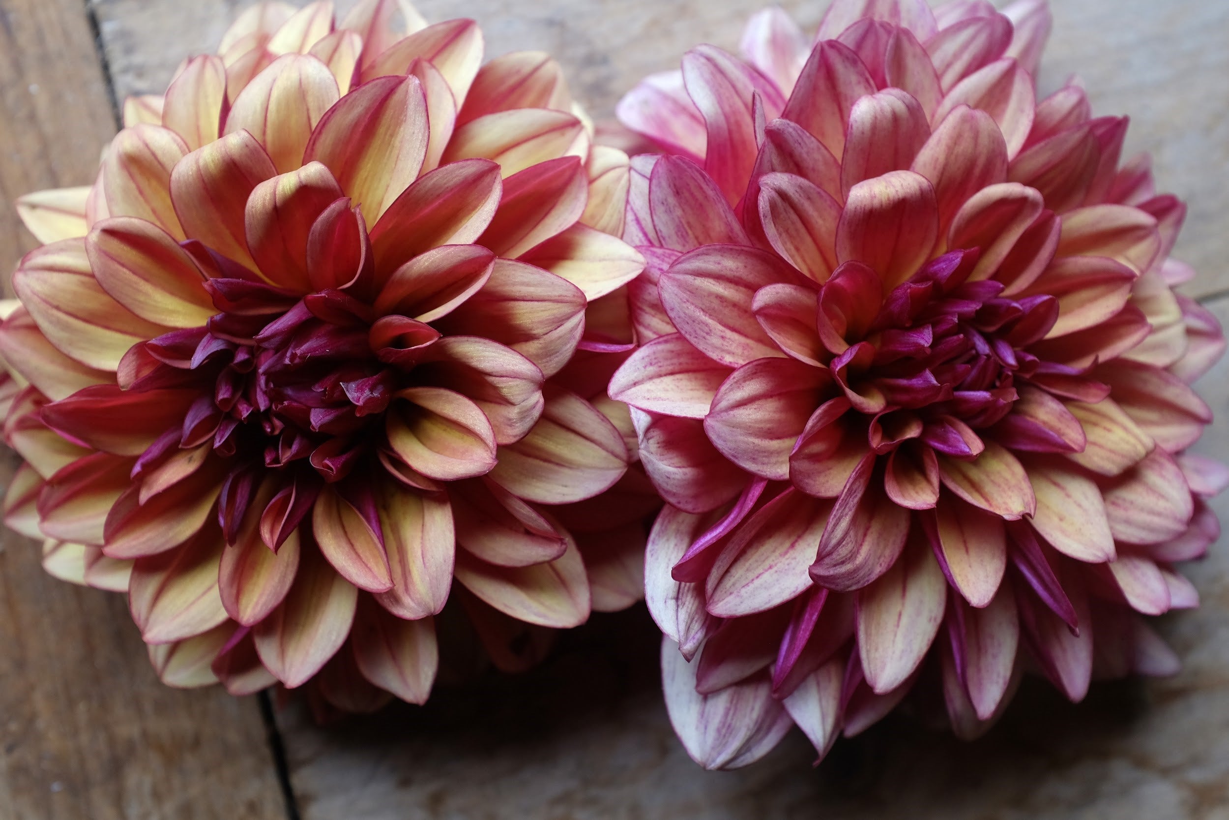 Cream, red and purple Dahlia Tubers