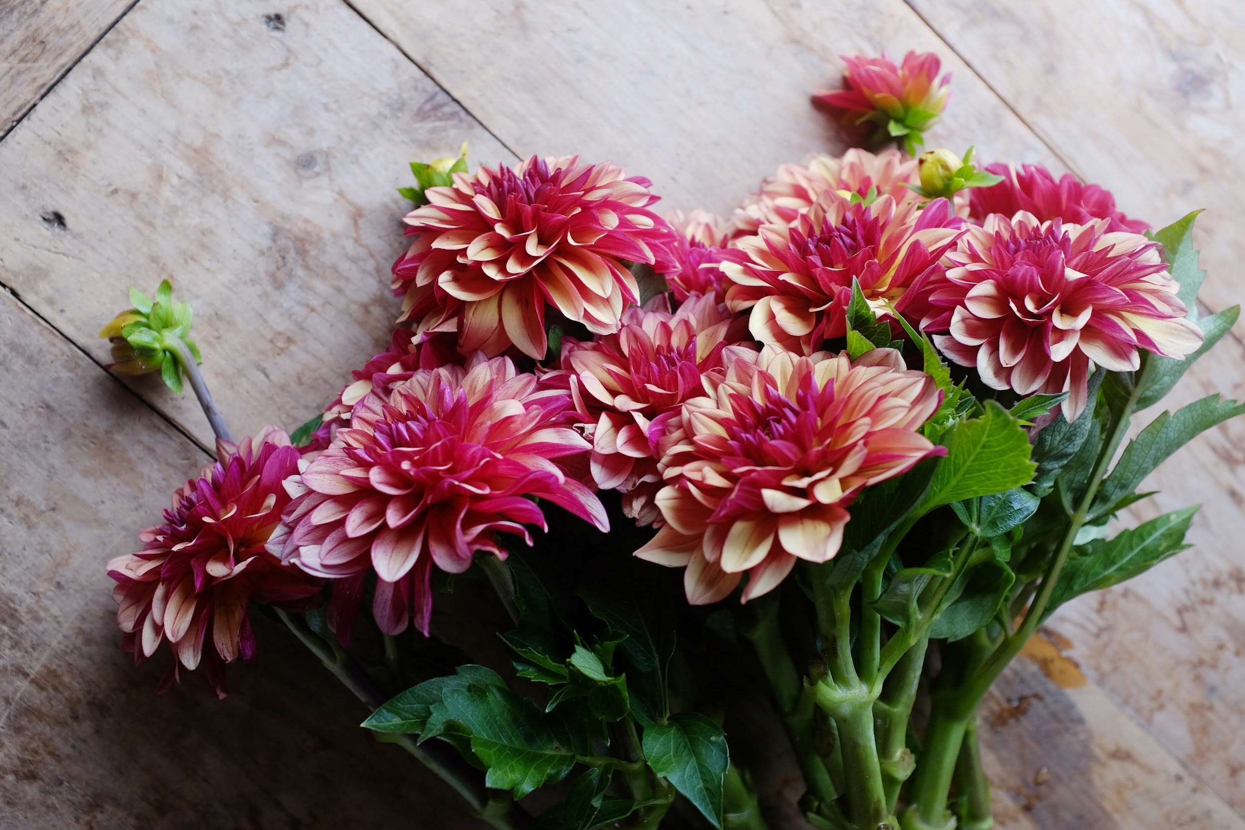 Cream, red and purple Dahlia Tubers
