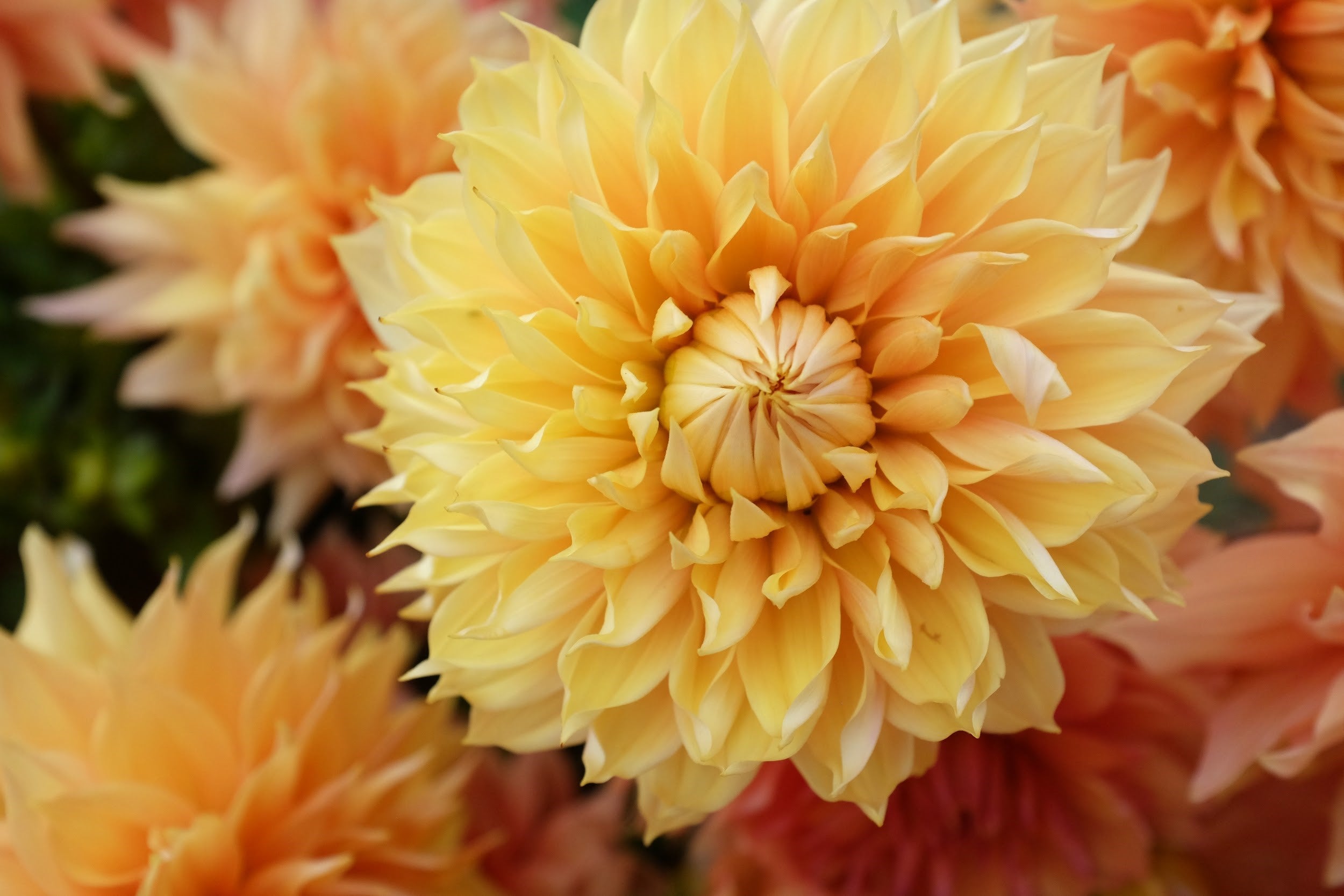 Yellow and orange Dahlia tubers