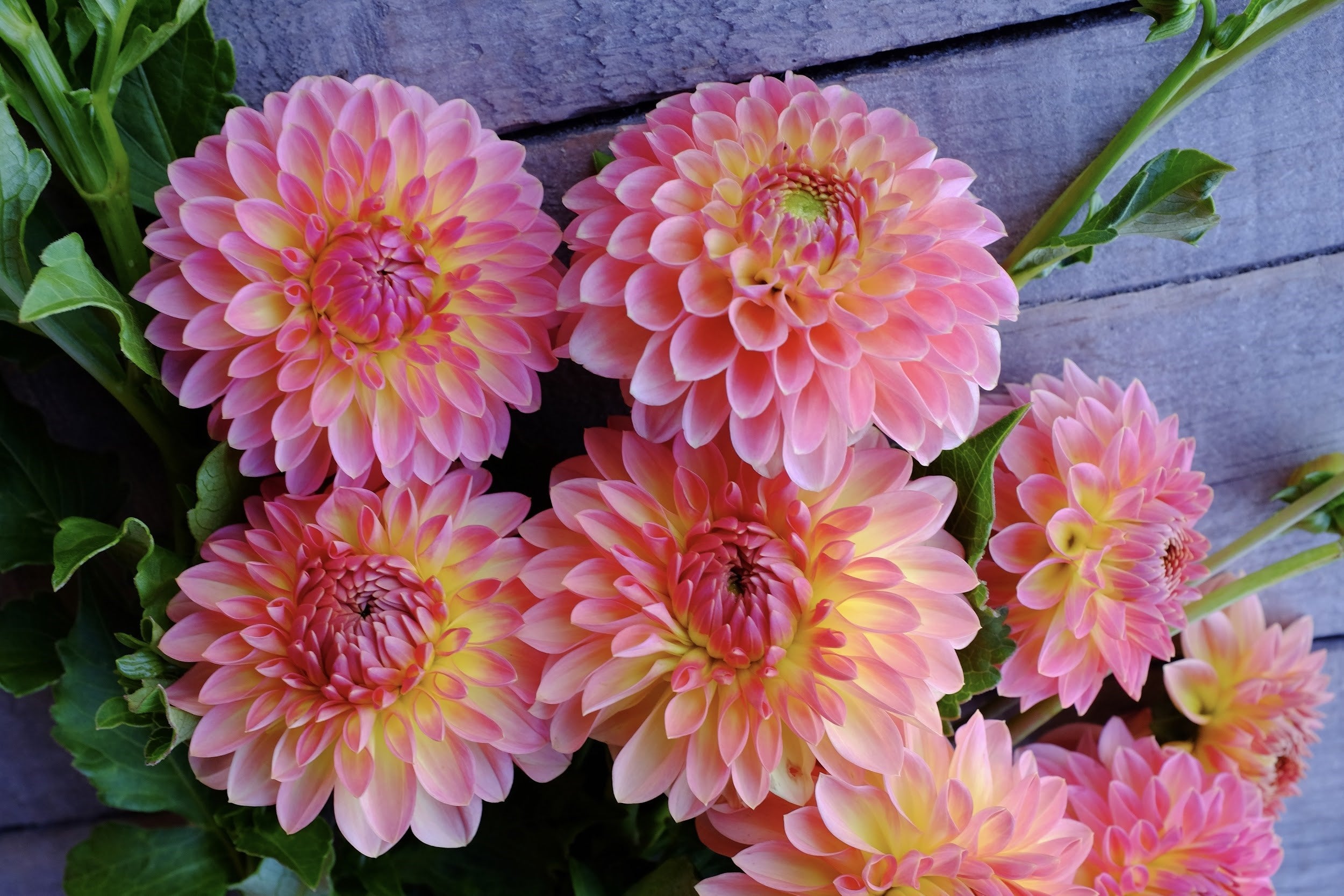 Honey, gold, salmon and peach Dahlia Tubers