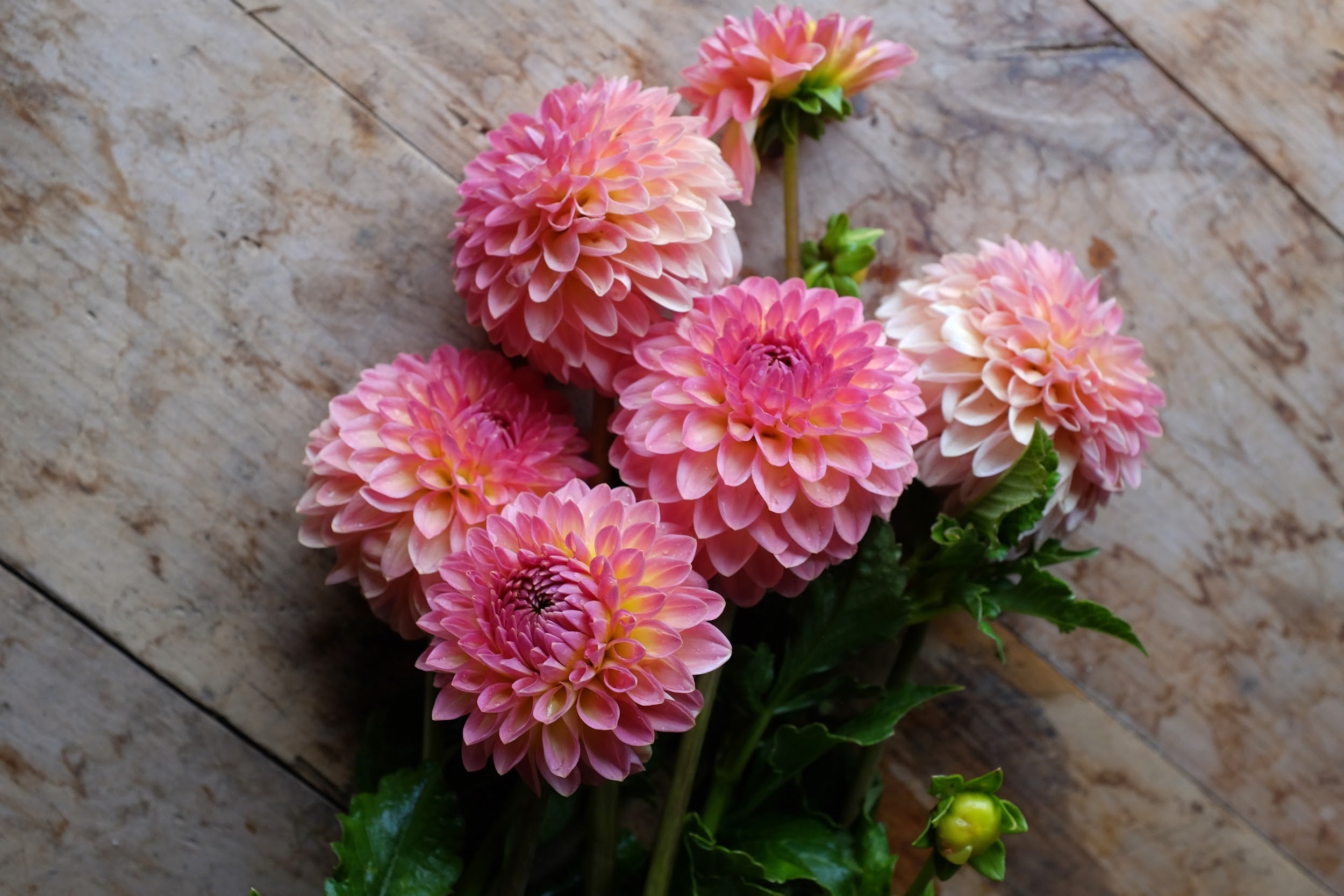 Honey, gold, salmon and peach Dahlia Tubers