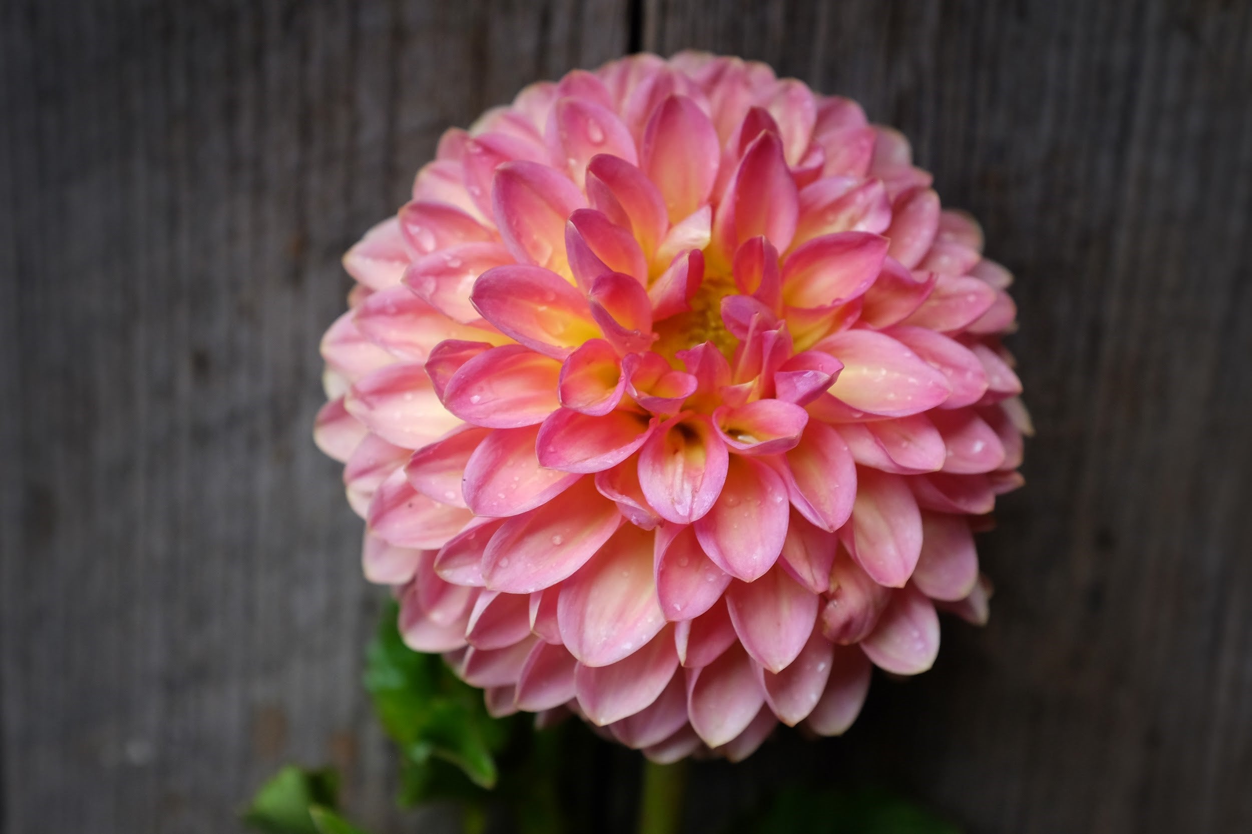 Honey, gold, salmon and peach Dahlia Tubers