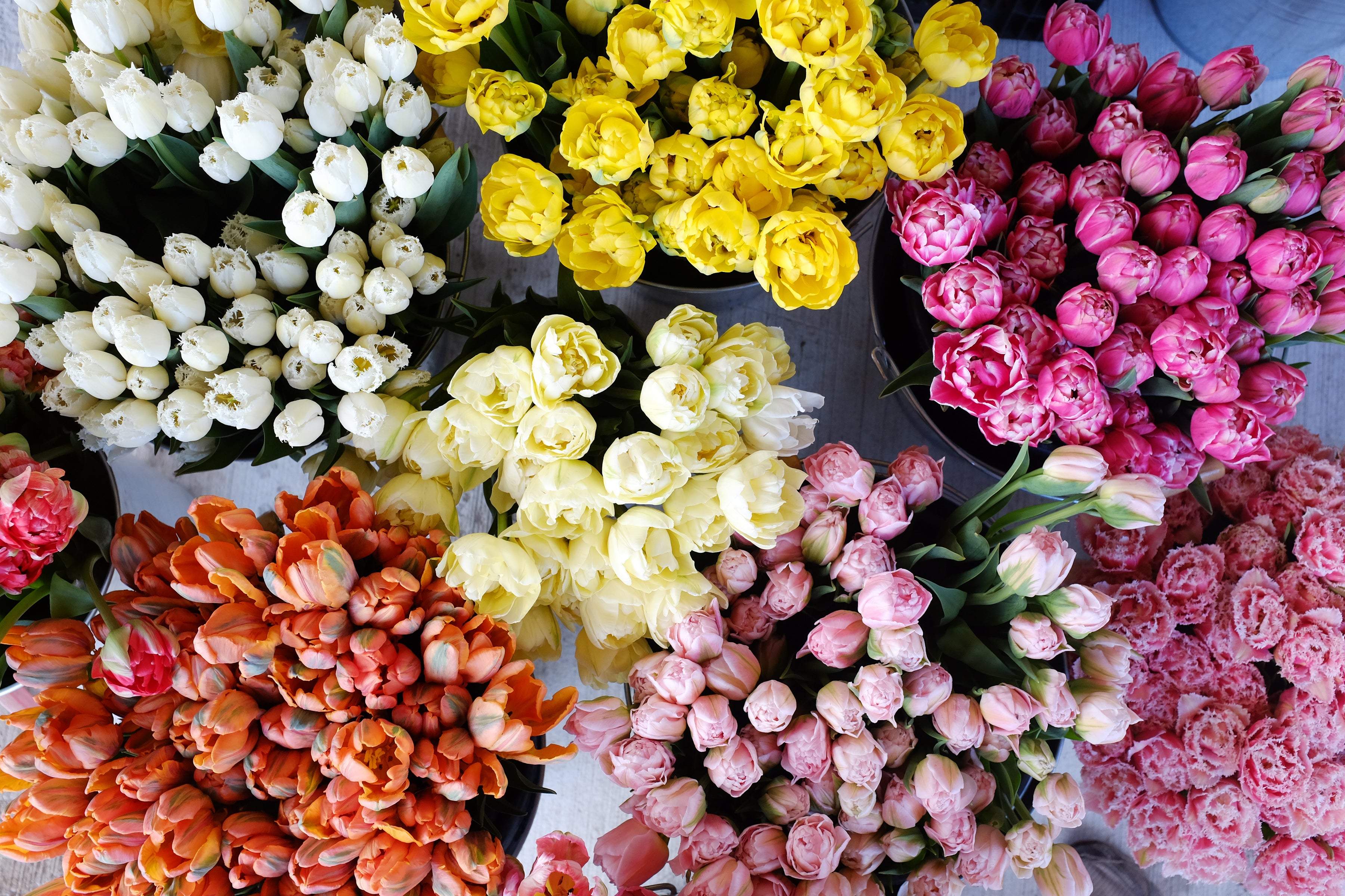 A variety of freshly cut bouquets of tulips arranged neatly, with colours including white, yellow, pink, and red.