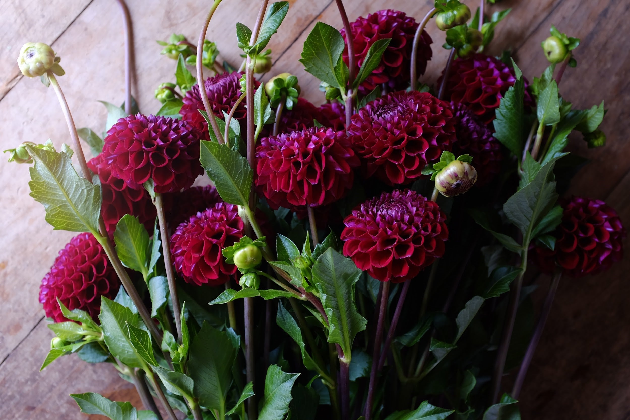Burgundy and purple Dahlia Tubers