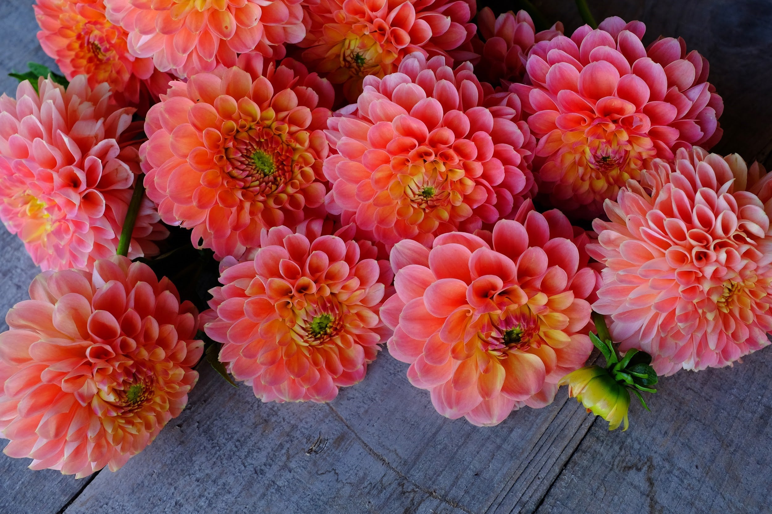 Peach and orange Dahlia Tubers