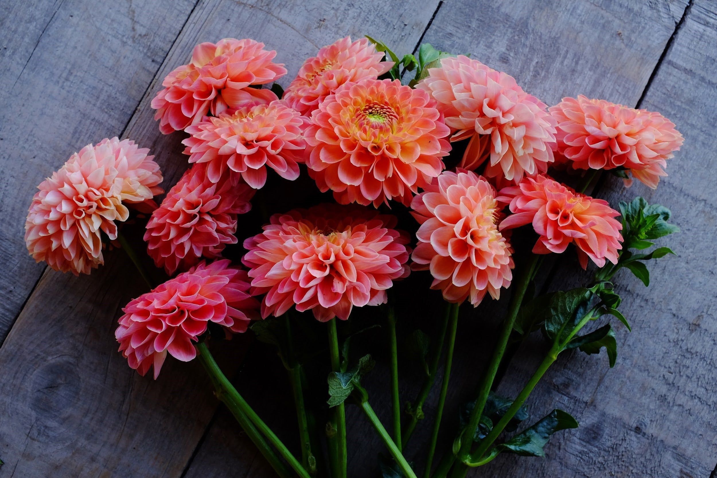 Peach and orange Dahlia Tubers