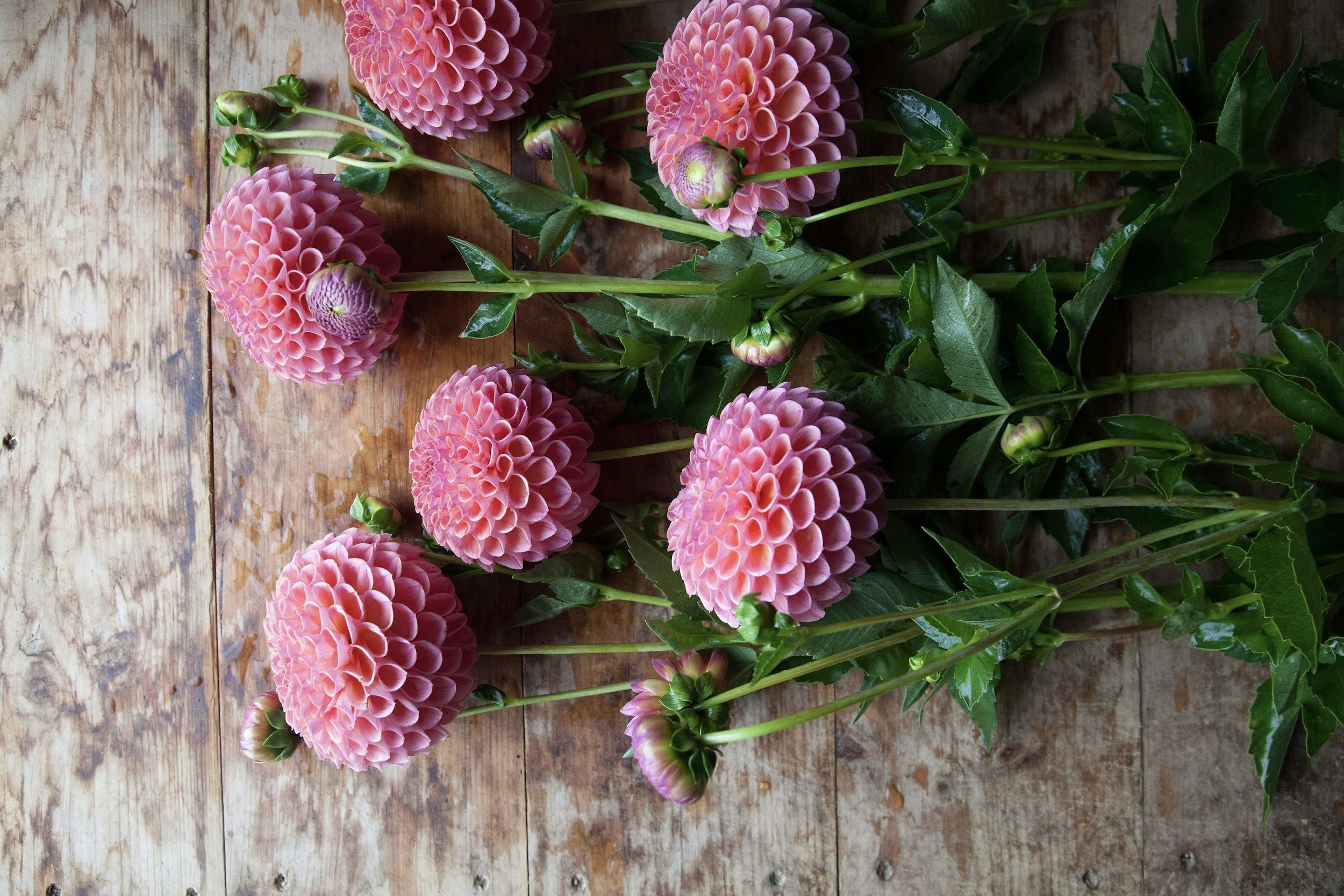 Coral pink and mauve Dahlia Tubers