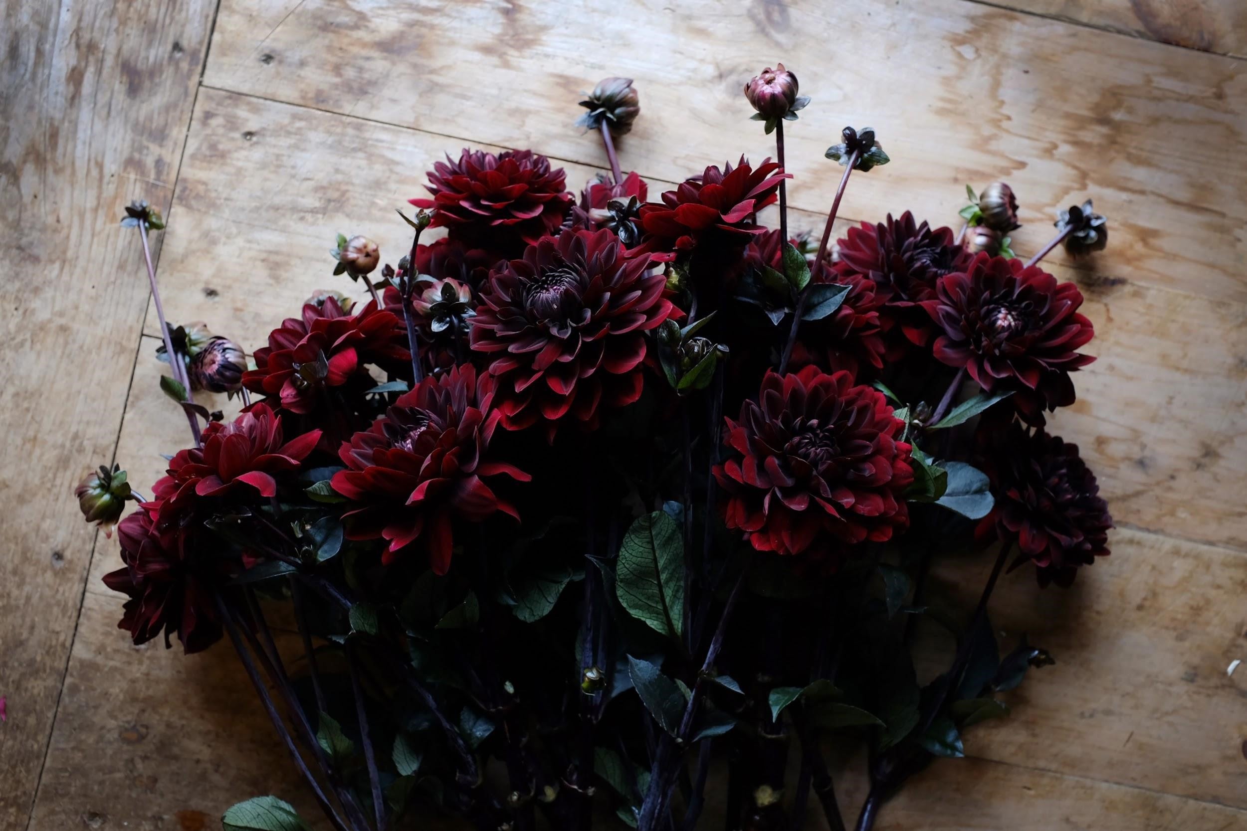 Deep rich burgundy Dahlia Tubers