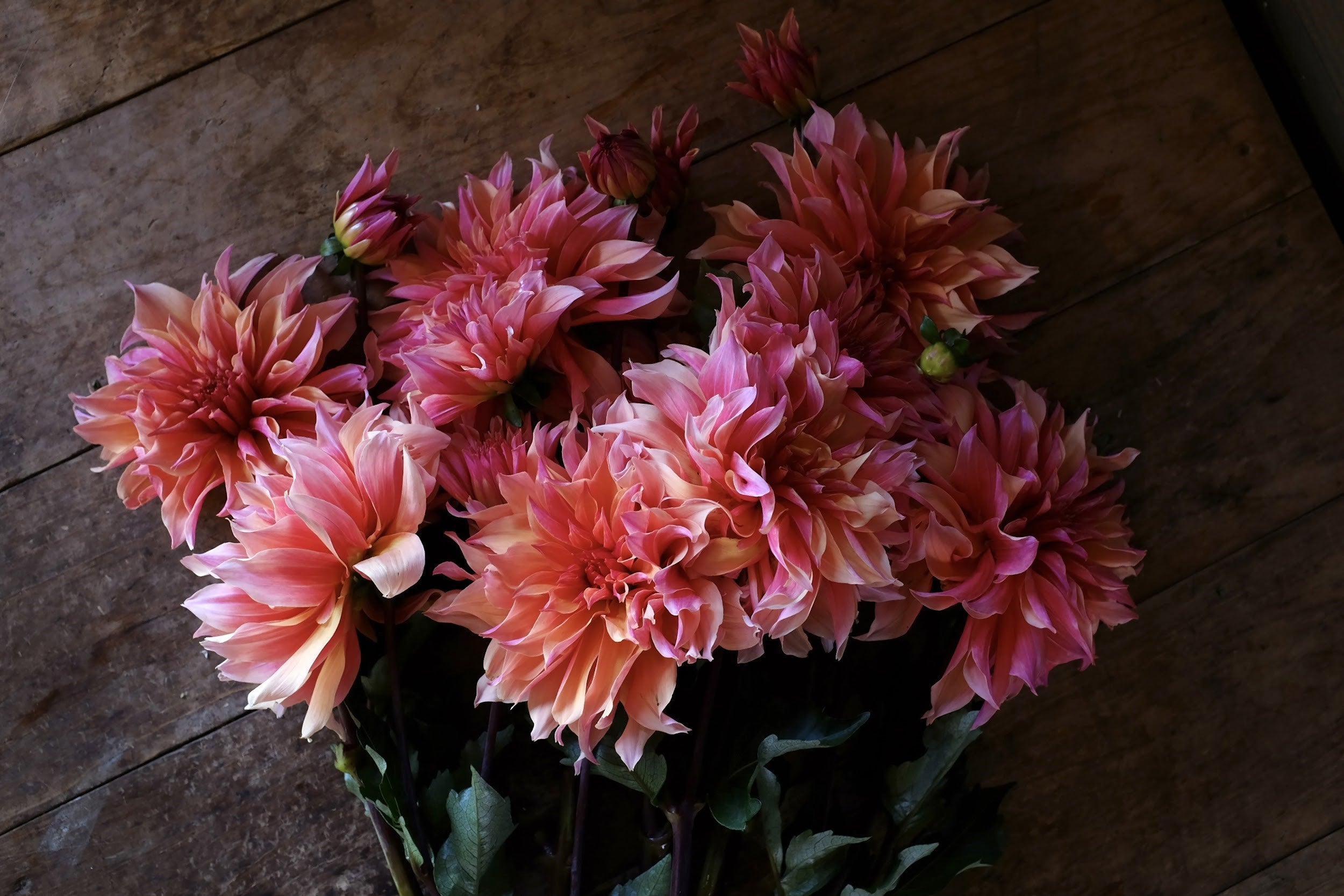 Watermelon, apricoat and raspberry Dahlia Tubers