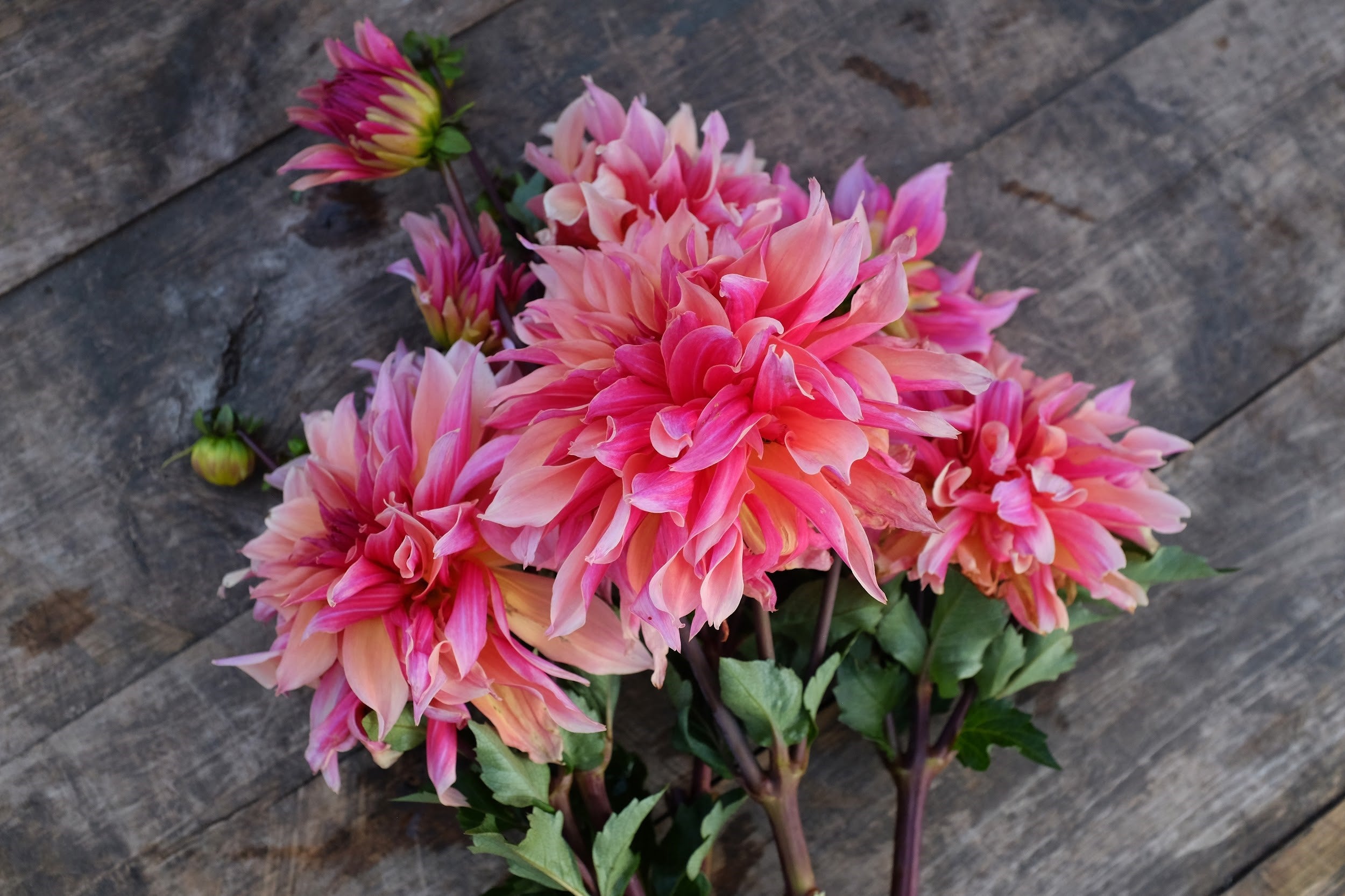 Watermelon, apricoat and raspberry Dahlia Tubers