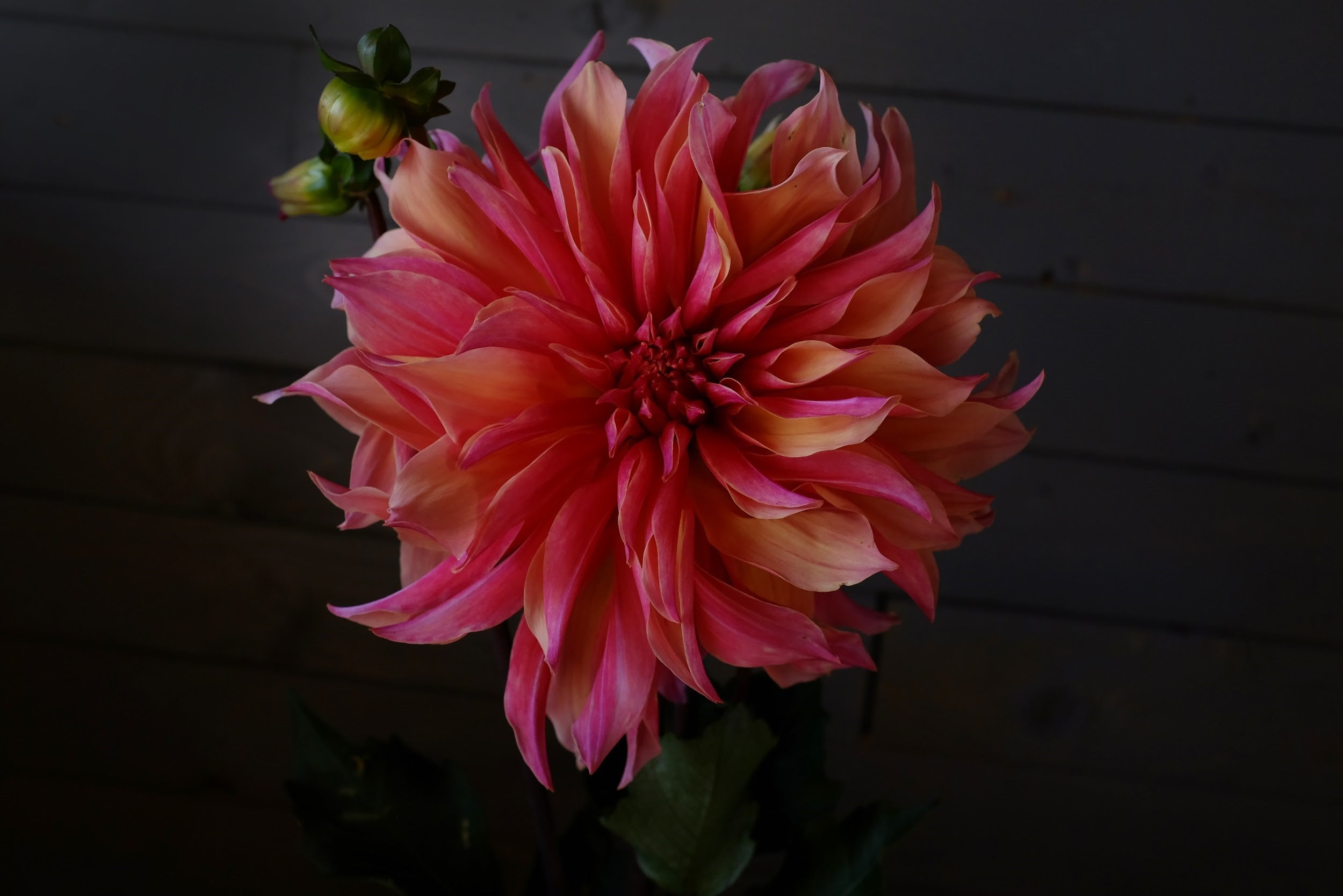 Watermelon, apricoat and raspberry Dahlia Tubers